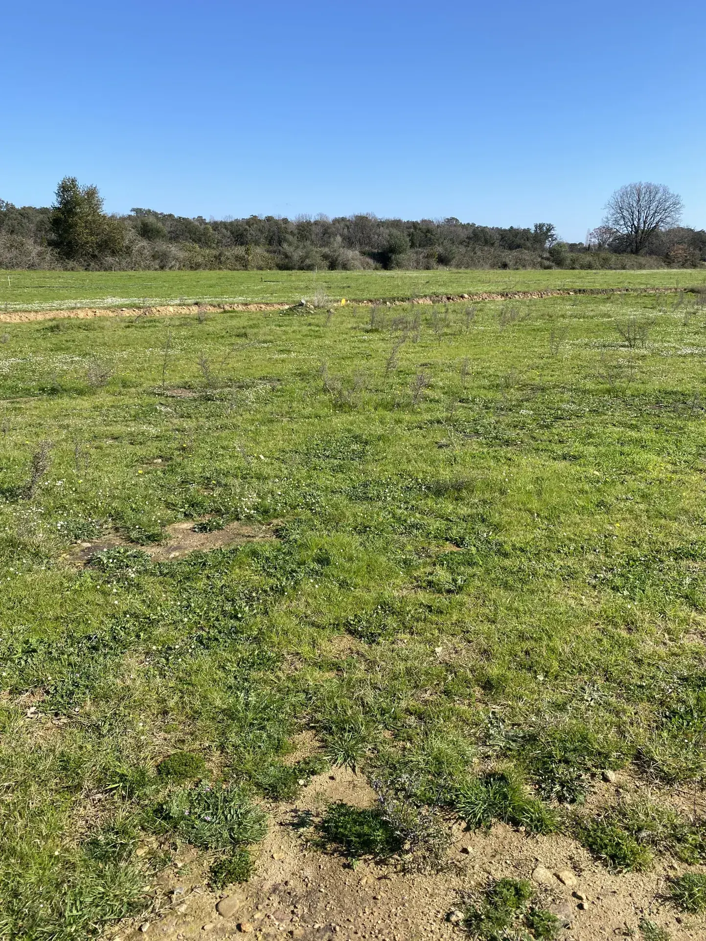 Terrain constructible de 902 m² à Prunelli di Fiumorbo - Idéal résidence principale 