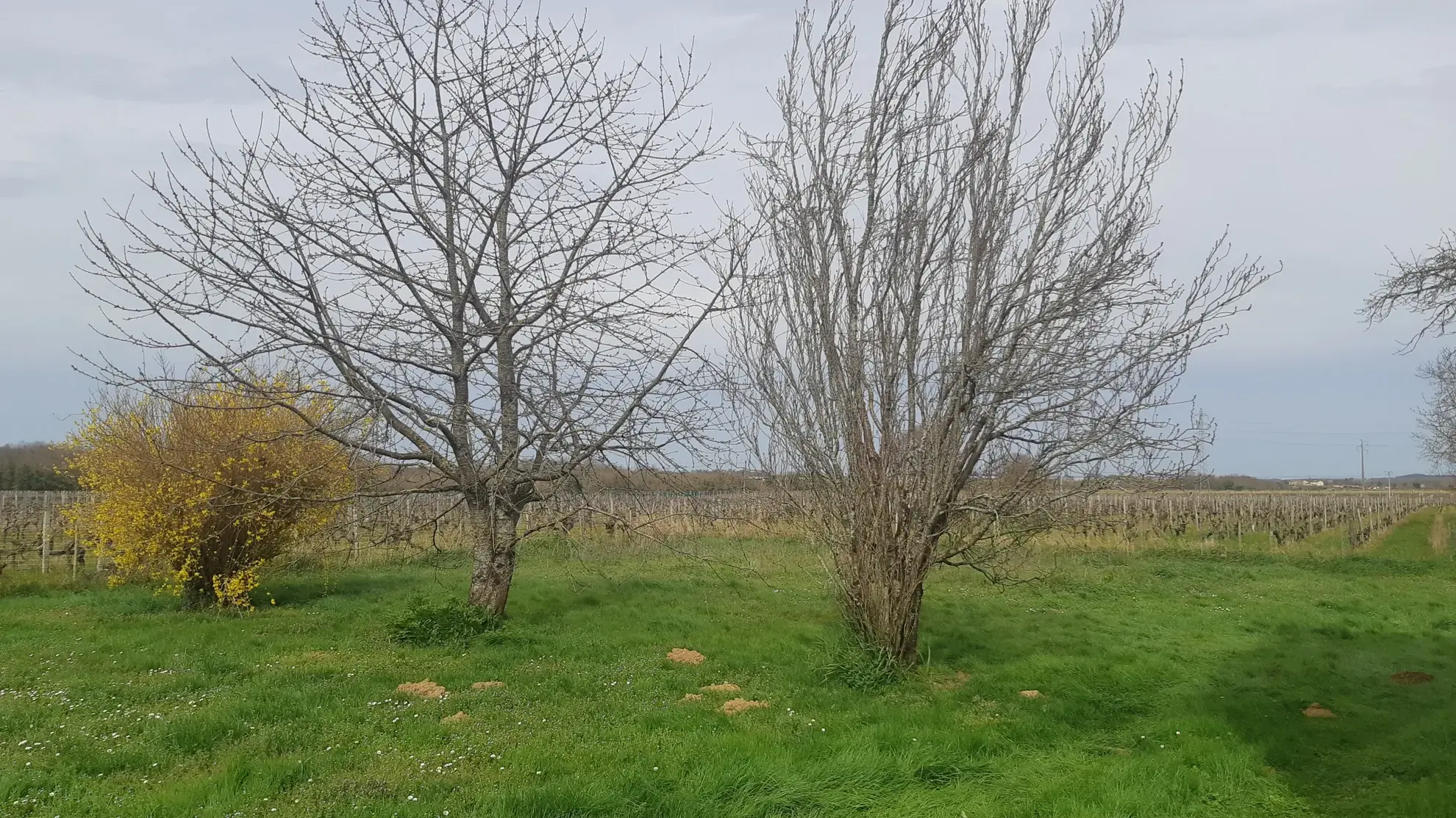 Maison à vendre de 101 m² à Mazerolles, proche Pons, avec terrain de 2400 m² 