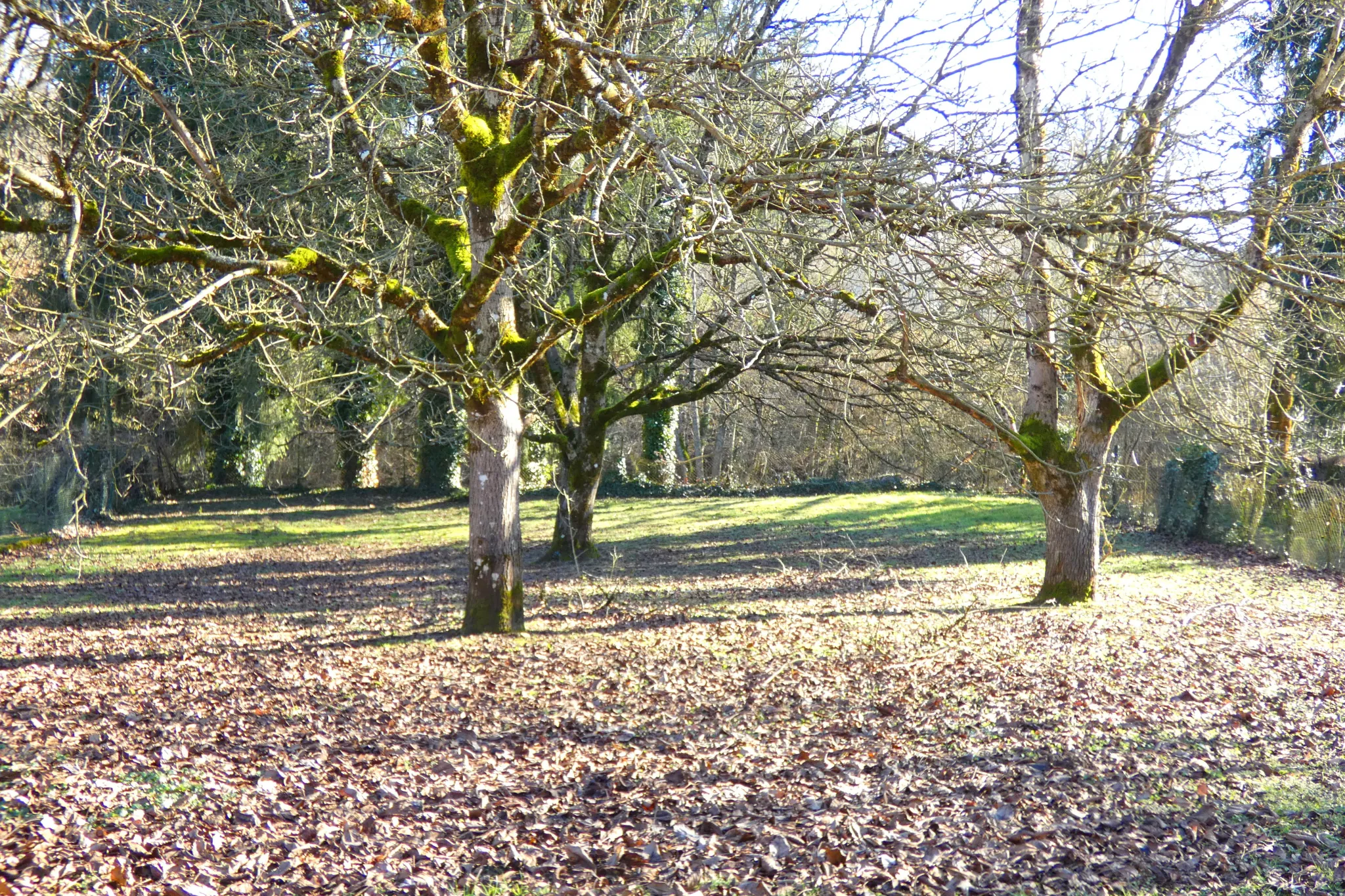 Maison en pierre avec grand terrain à Jussac, proximité commerces et écoles 