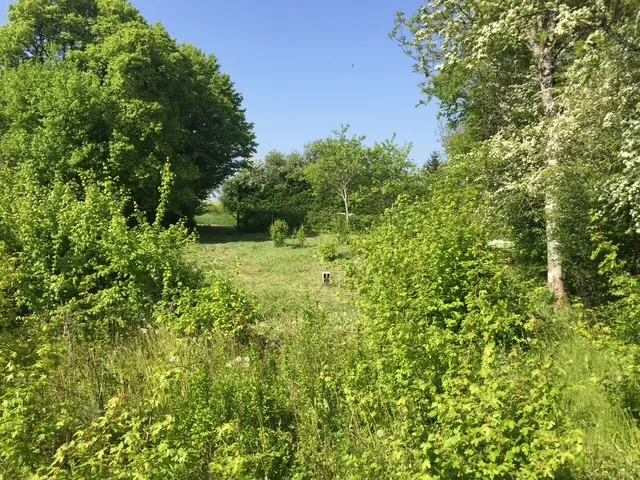 Terrain constructible arboré de 1172m² à Bouhy avec certificat d'urbanisme 