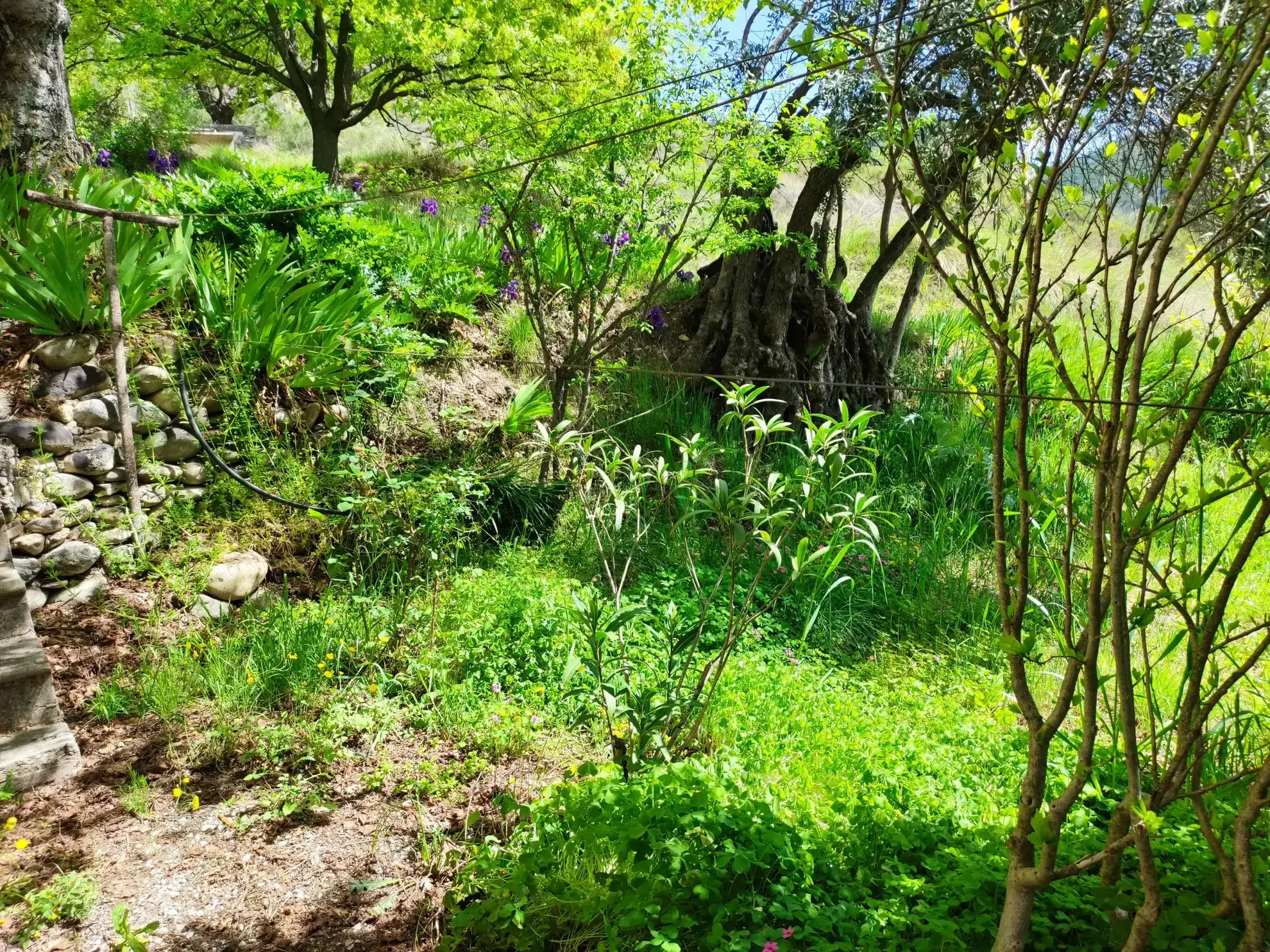 Corps de ferme en Provence à rénover avec vue panoramique à Volonne 