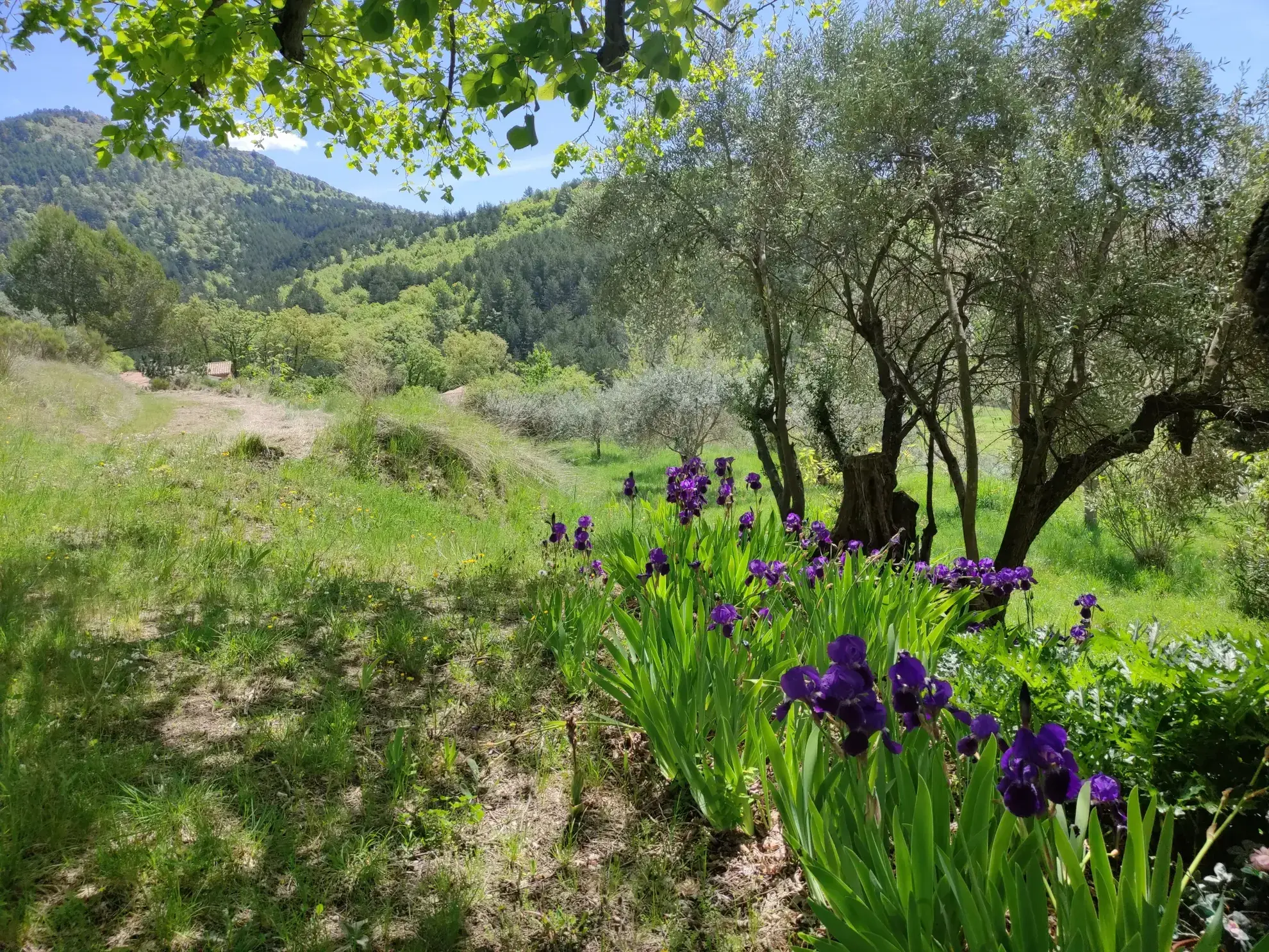 Corps de ferme en Provence à rénover avec vue panoramique à Volonne 