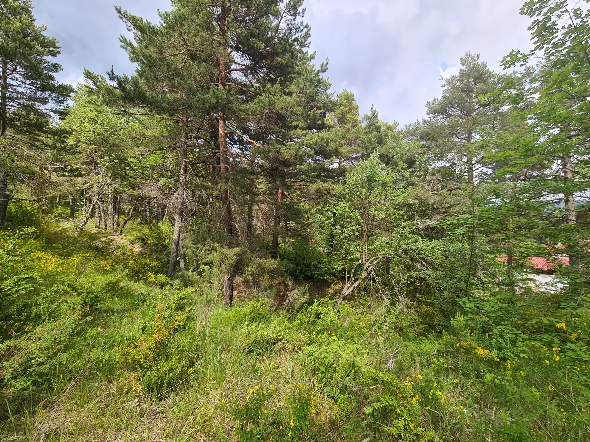 Terrain constructible de 2578 m² à Andon, secteur Thorenc - Vue montagne 