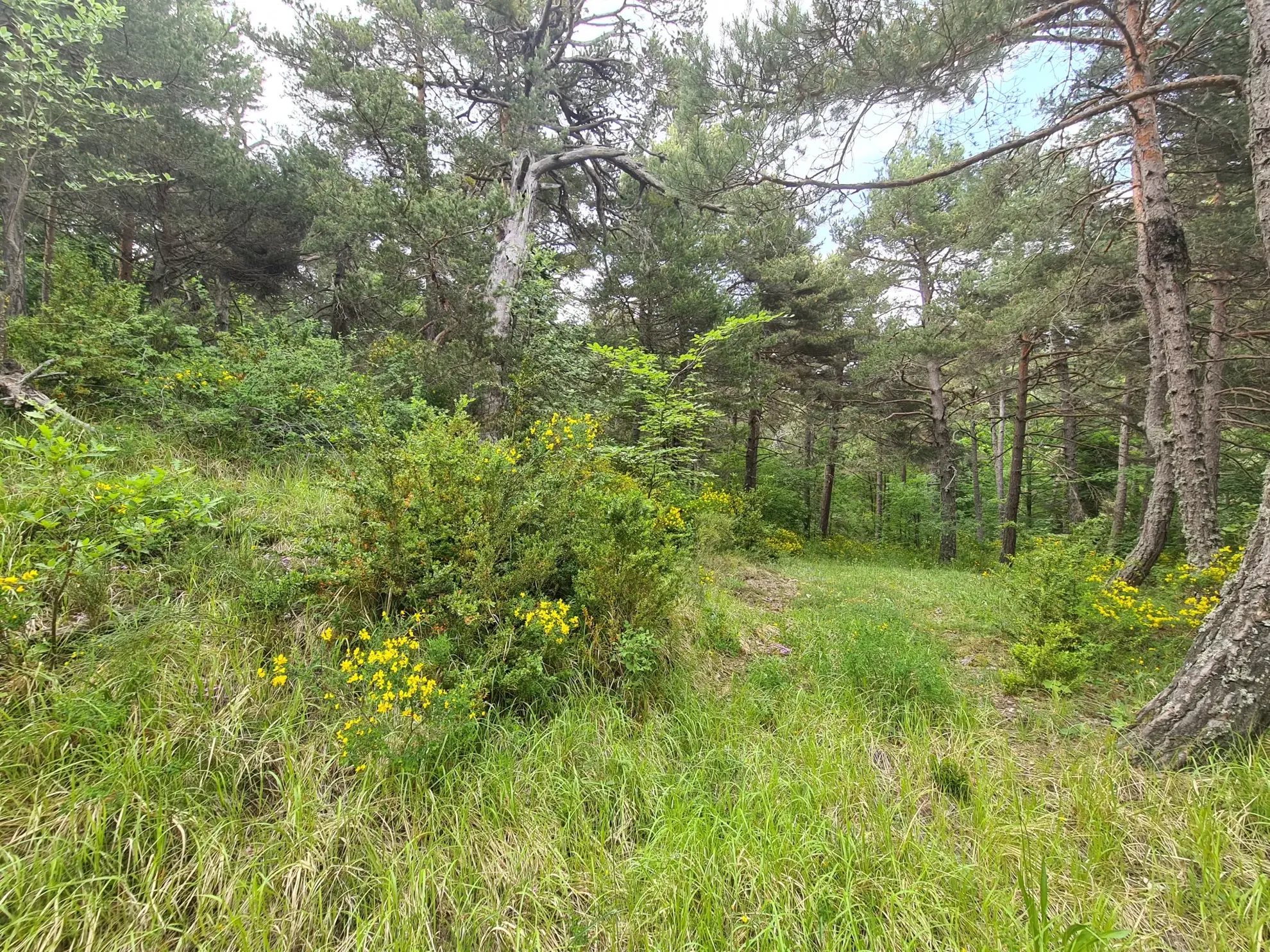 Terrain constructible de 2578 m² à Andon, secteur Thorenc - Vue montagne 