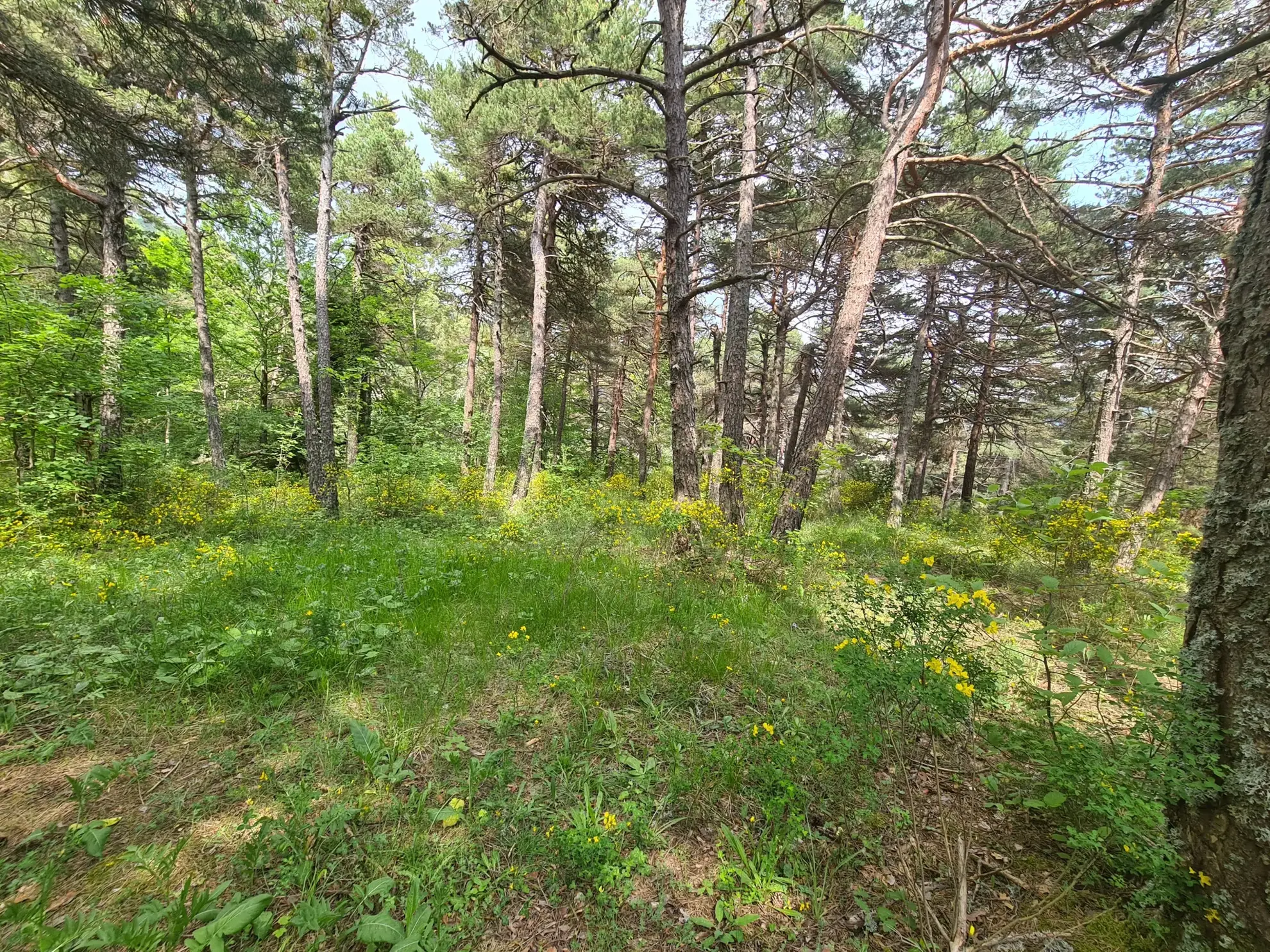 Terrain constructible de 2578 m² à Andon, secteur Thorenc - Vue montagne 