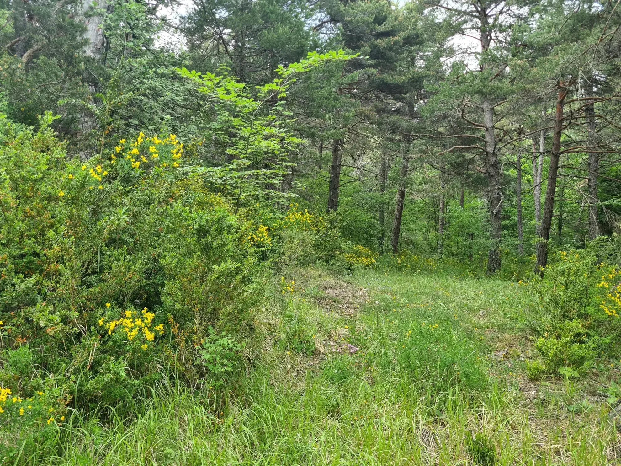 Terrain constructible de 2578 m² à Andon, secteur Thorenc - Vue montagne 