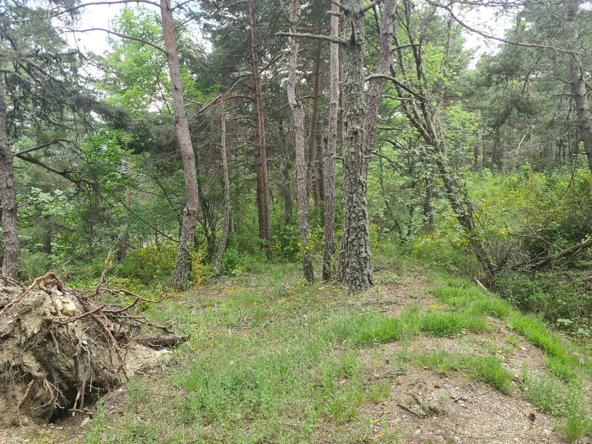 Terrain constructible de 2578 m² à Andon, secteur Thorenc - Vue montagne 