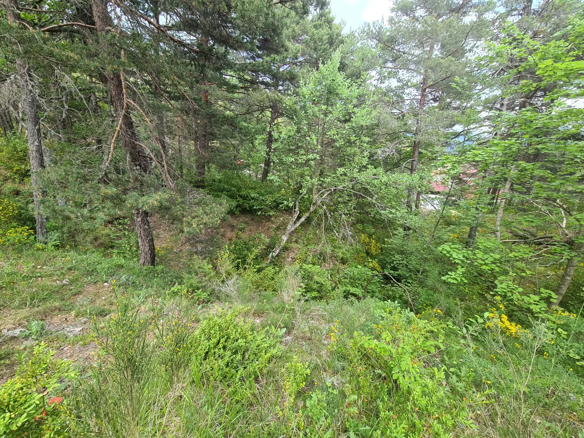 Terrain constructible de 2578 m² à Andon, secteur Thorenc - Vue montagne 