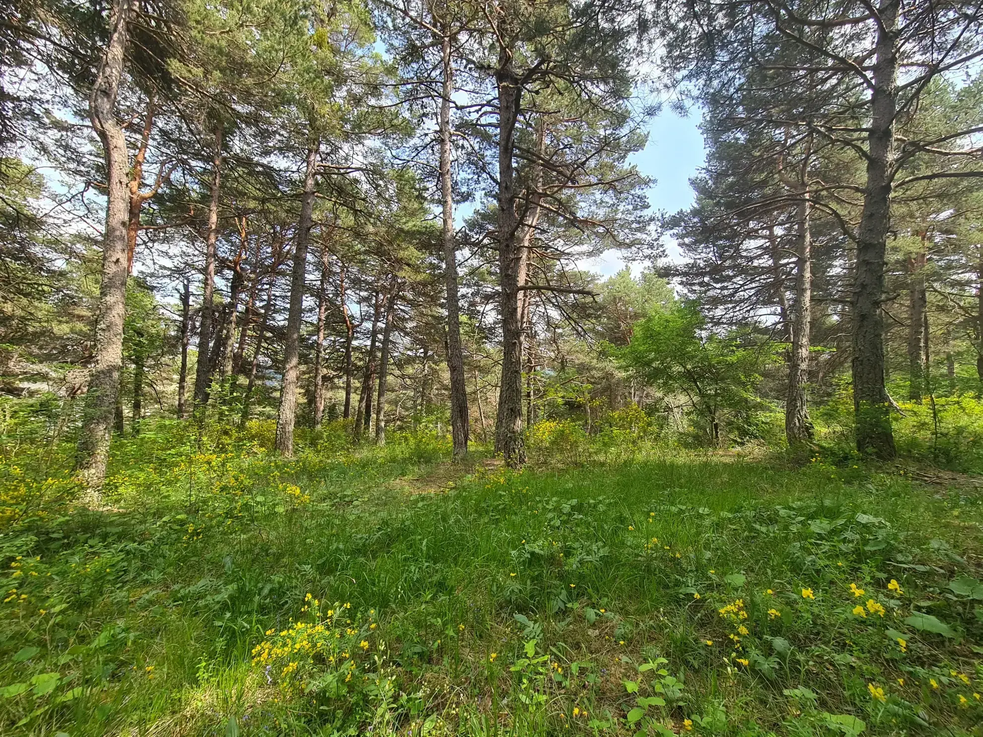 Terrain à vendre de 2 578 m² à Andon, secteur Thorenc - Environnement calme et naturel