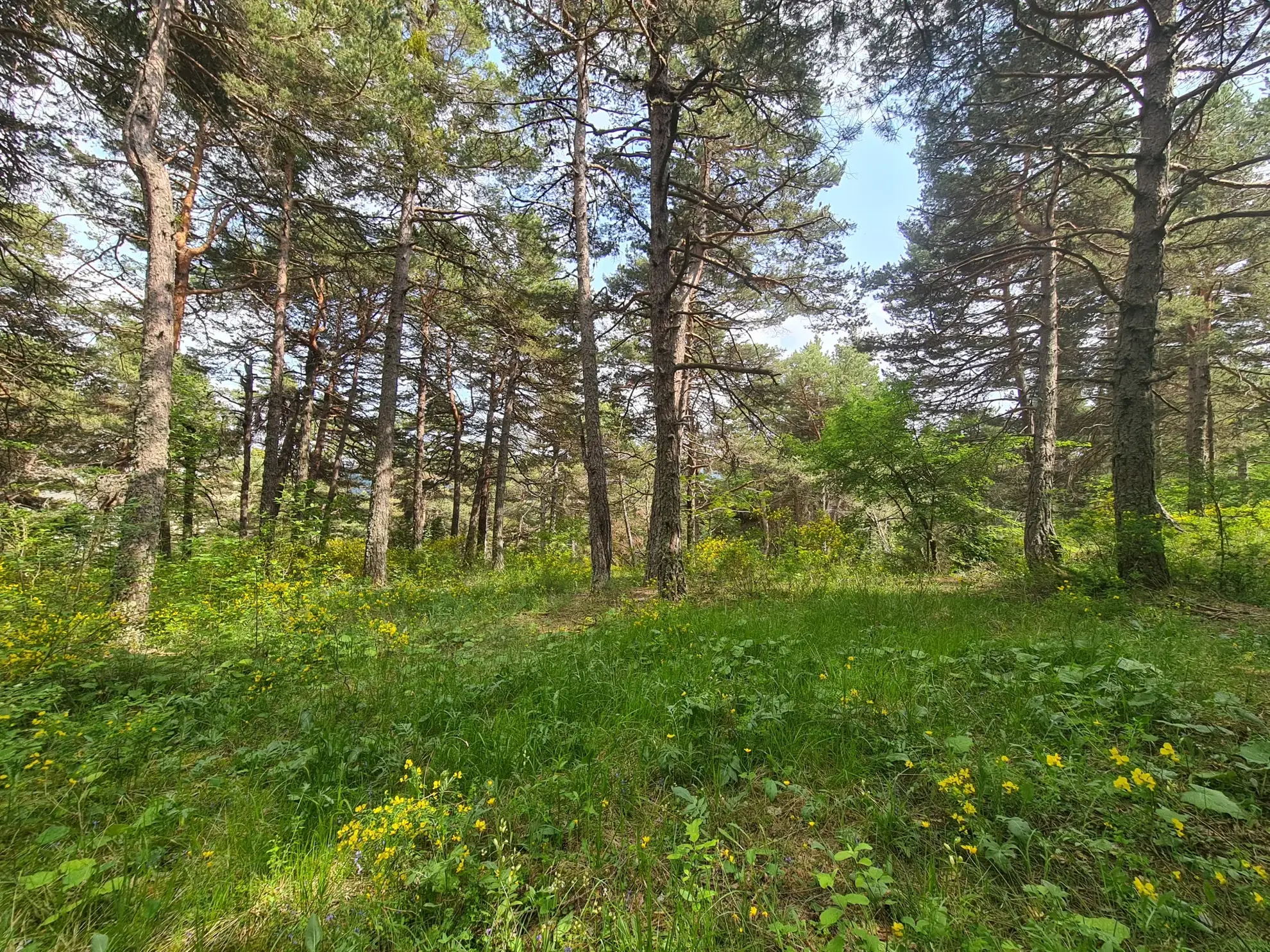 Terrain constructible de 2578 m² à Andon, secteur Thorenc - Vue montagne 