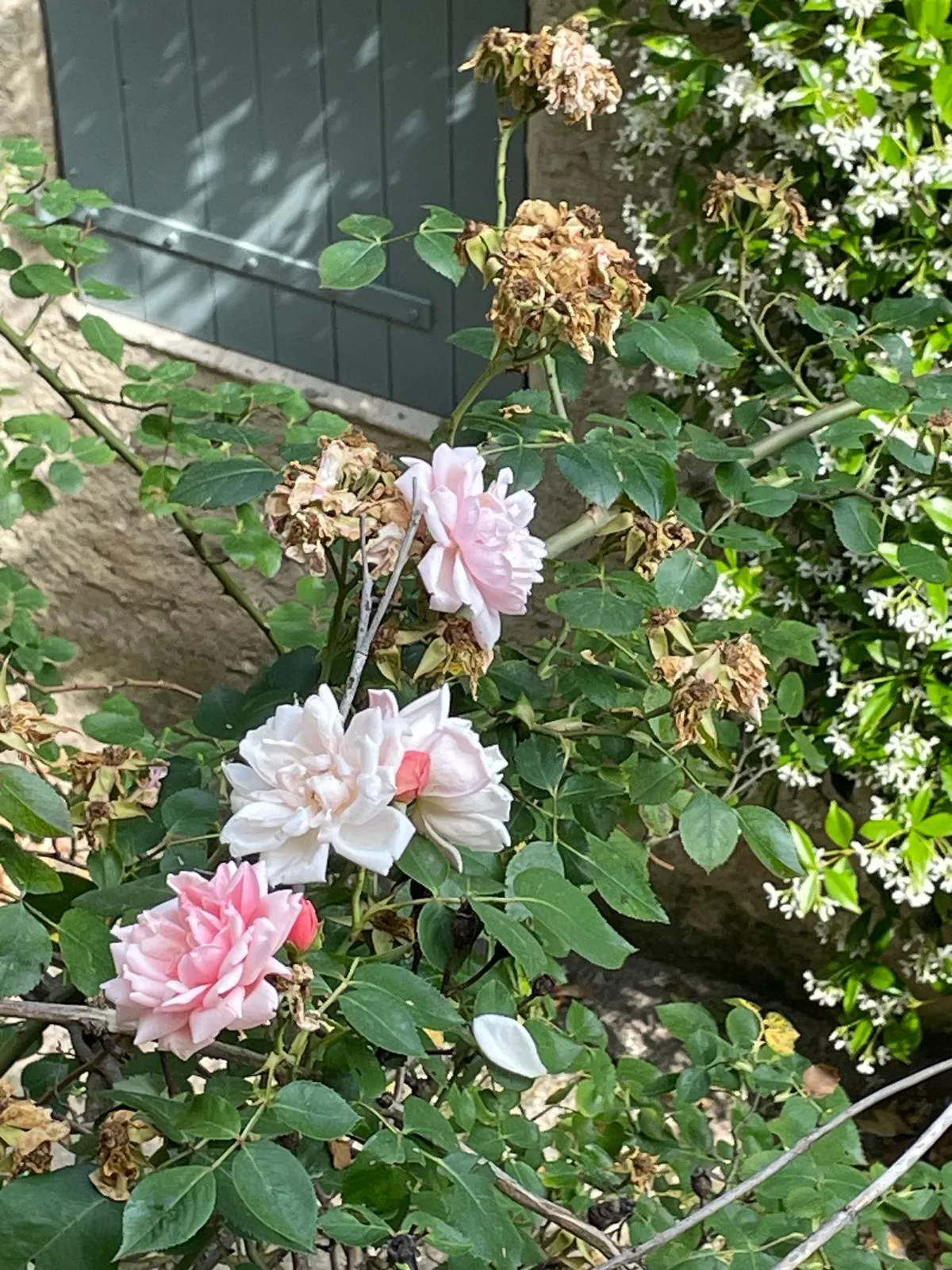 Charmante maison de village avec terrasse à Malaucène - 61 m² 