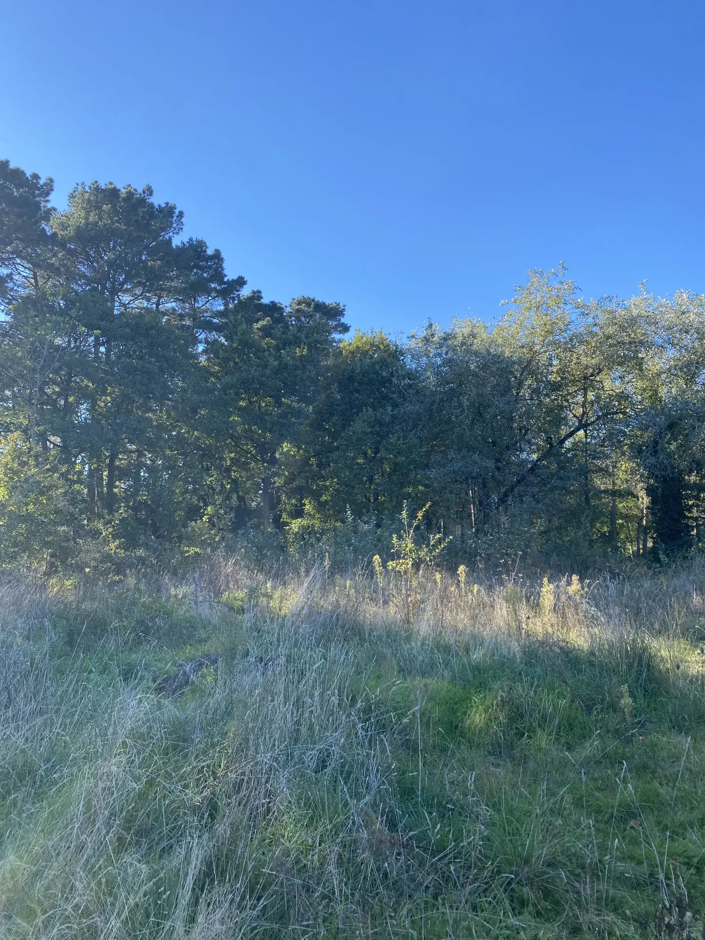 Terrain constructible de 4100 m² à Saint-Hilaire-de-Riez - Achat immobilier 