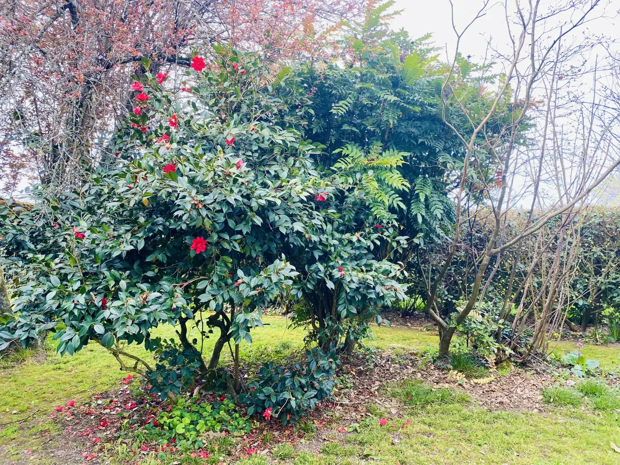 Charmante maison en pierre avec piscine et grand parc à Perissac 