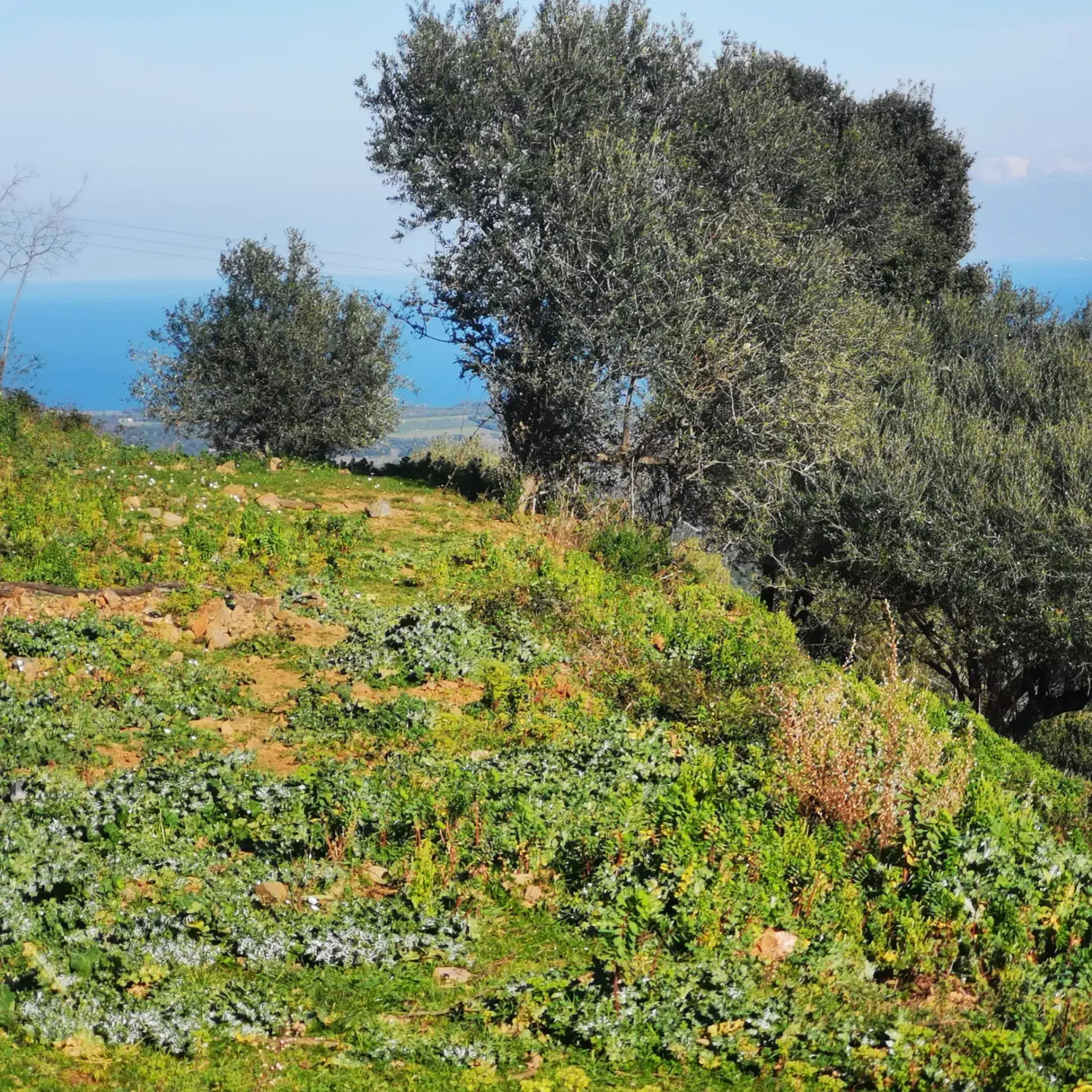 Terrain à construire à Linguizzetta avec Vue panoramique mer et montagnes 