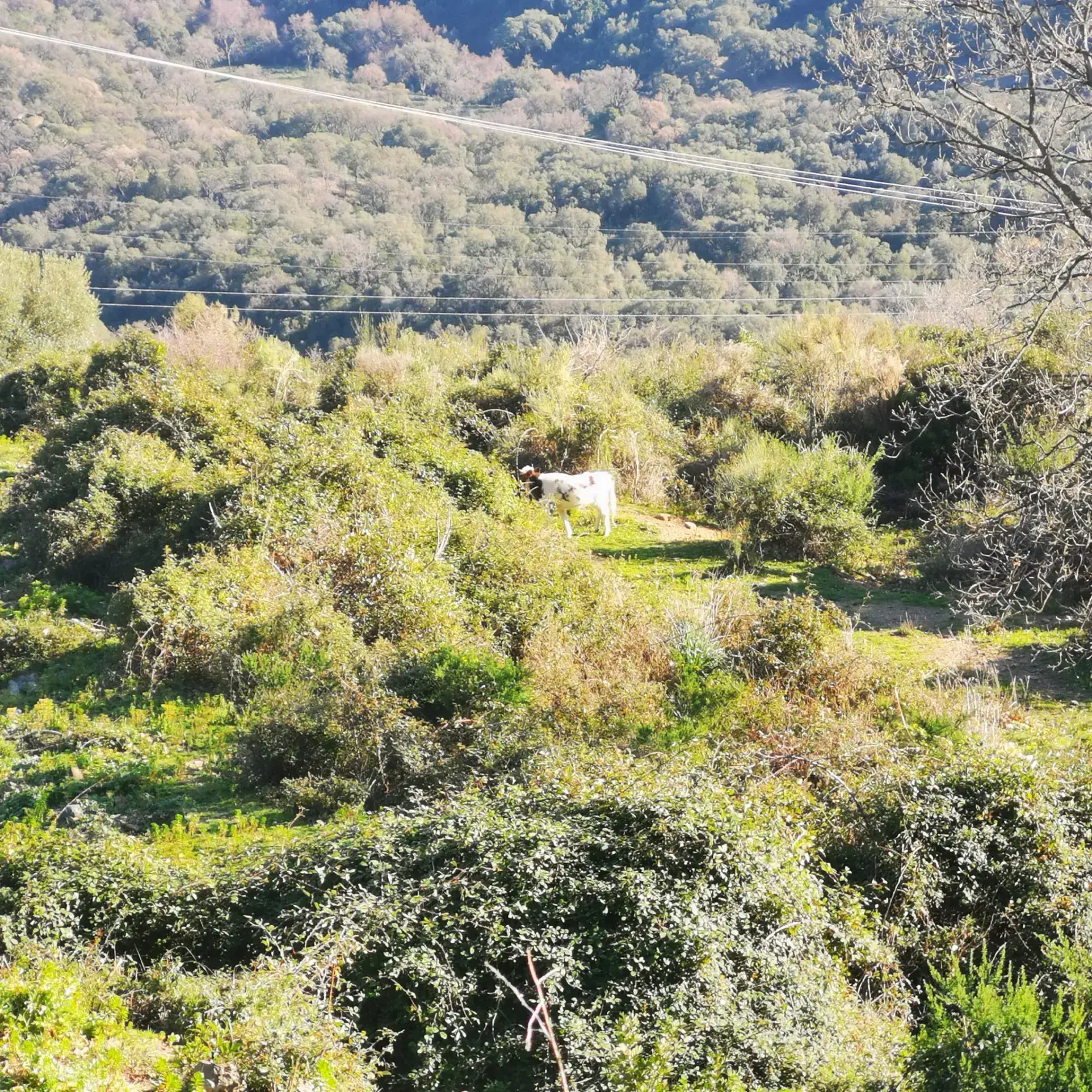 Terrain à construire à Linguizzetta avec Vue panoramique mer et montagnes 
