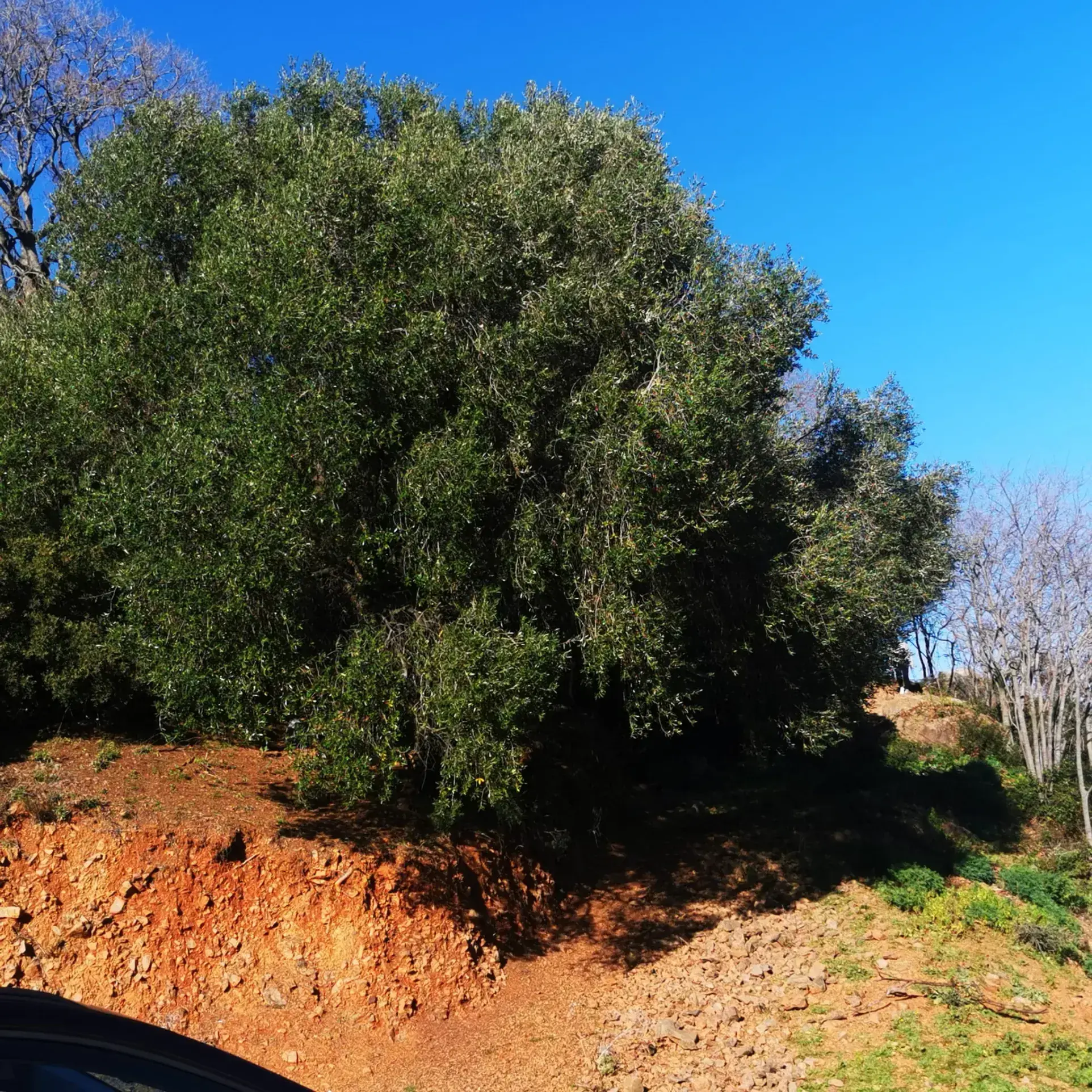 Terrain à construire à Linguizzetta avec Vue panoramique mer et montagnes 