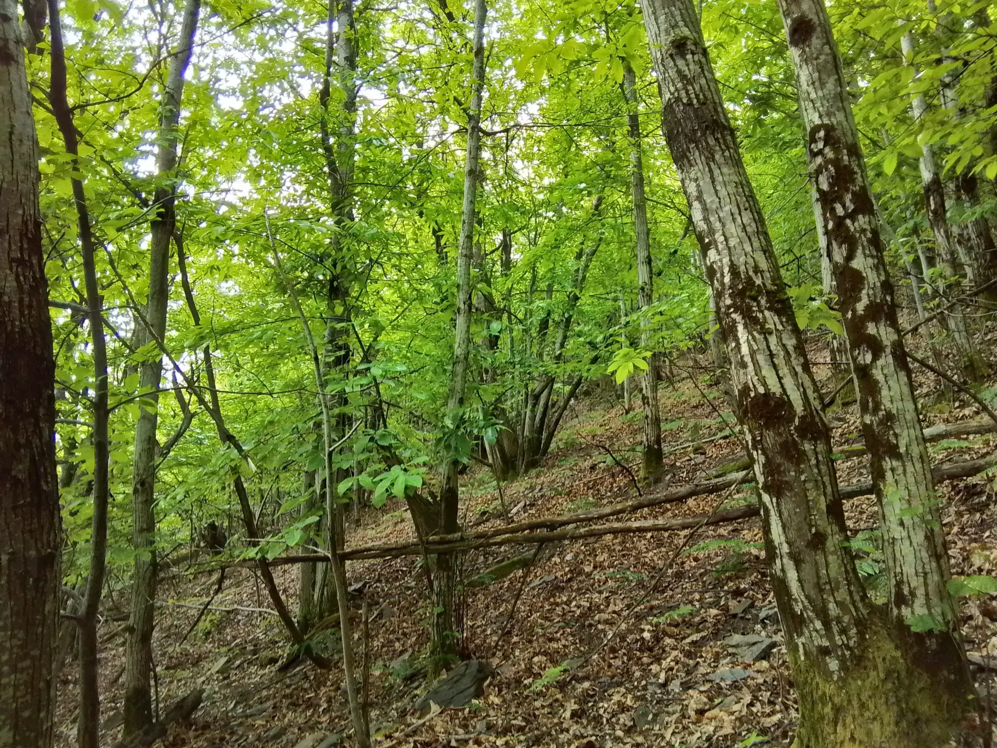 À vendre terrain de 7,5 hectares en châtaigneraie aux Vans (07140) – Calme et nature 