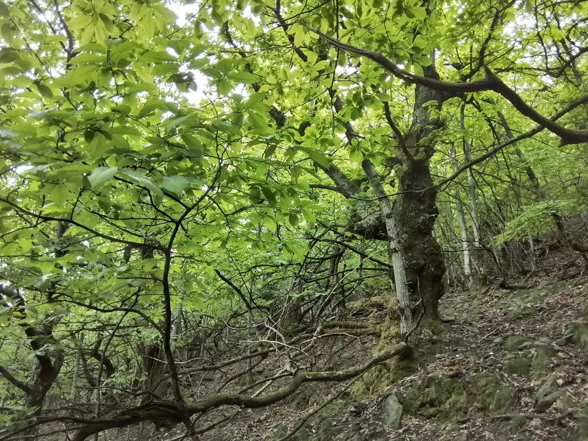 À vendre terrain de 7,5 hectares en châtaigneraie aux Vans (07140) – Calme et nature 