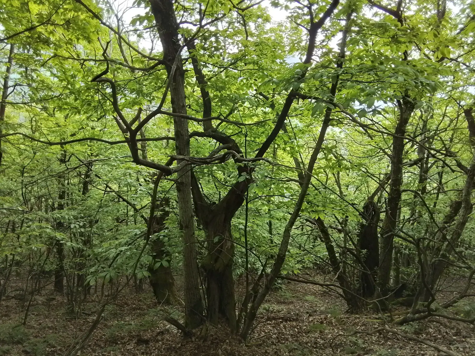 À vendre terrain de 7,5 hectares en châtaigneraie aux Vans (07140) – Calme et nature 