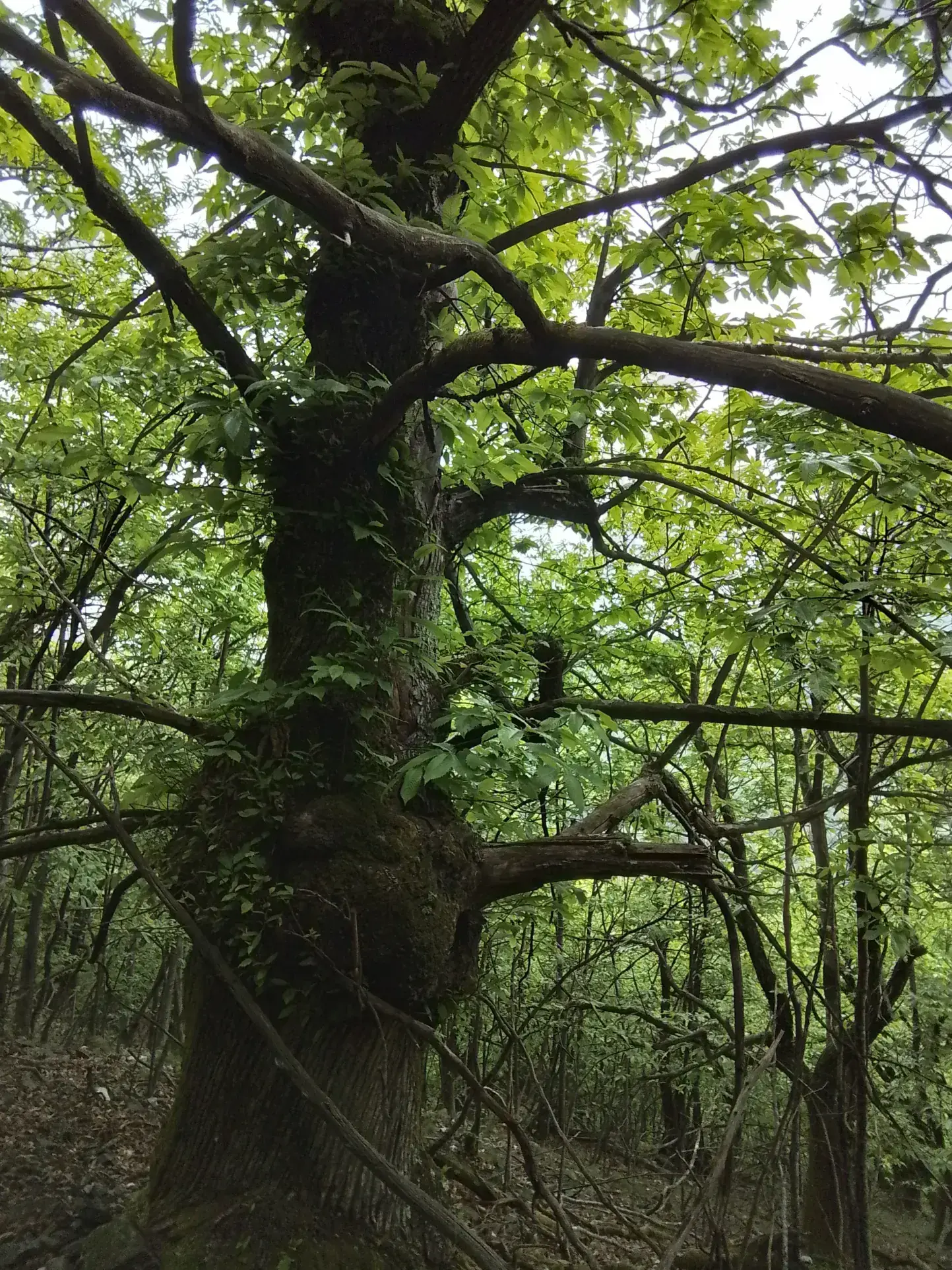 À vendre terrain de 7,5 hectares en châtaigneraie aux Vans (07140) – Calme et nature 