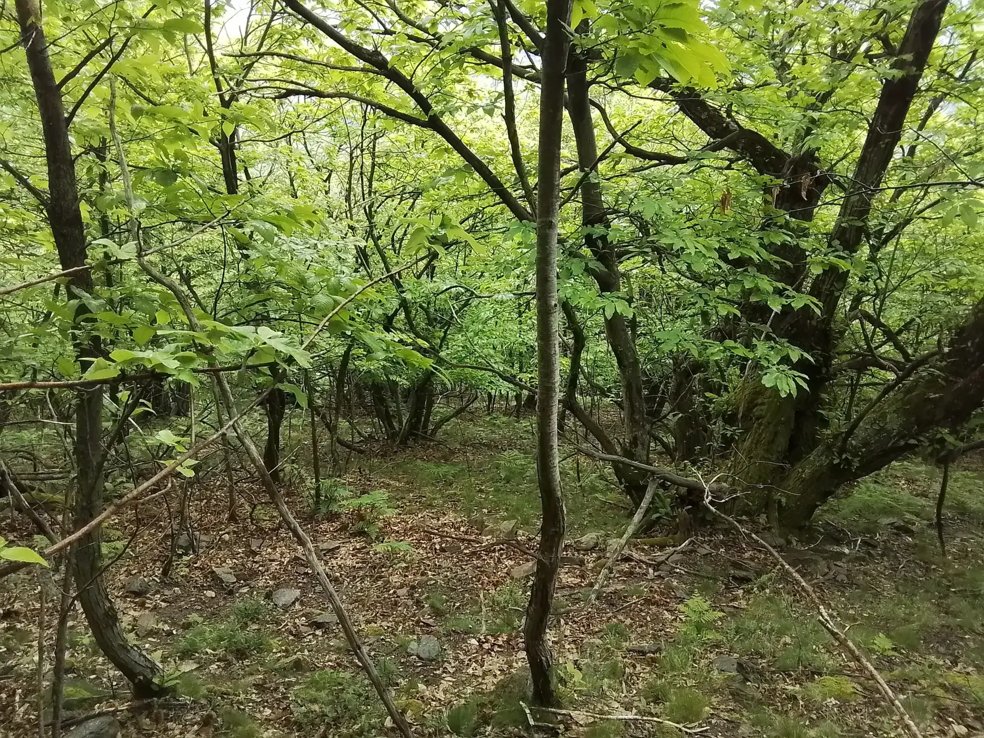 À vendre terrain de 7,5 hectares en châtaigneraie aux Vans (07140) – Calme et nature 