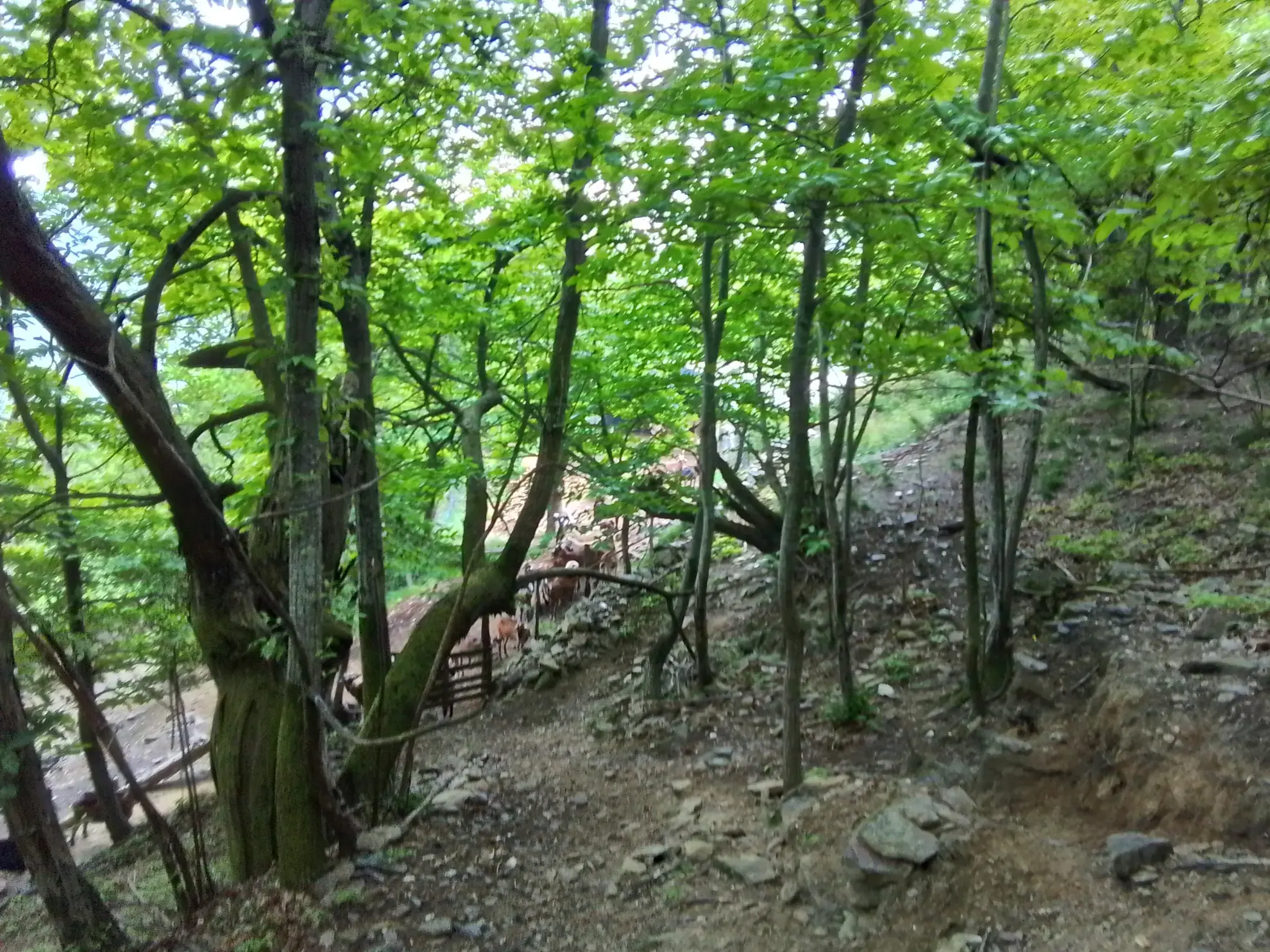 À vendre terrain de 7,5 hectares en châtaigneraie aux Vans (07140) – Calme et nature 