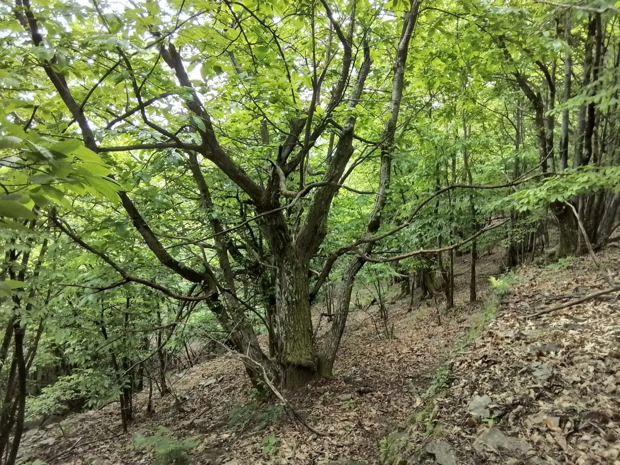 À vendre terrain de 7,5 hectares en châtaigneraie aux Vans (07140) – Calme et nature 