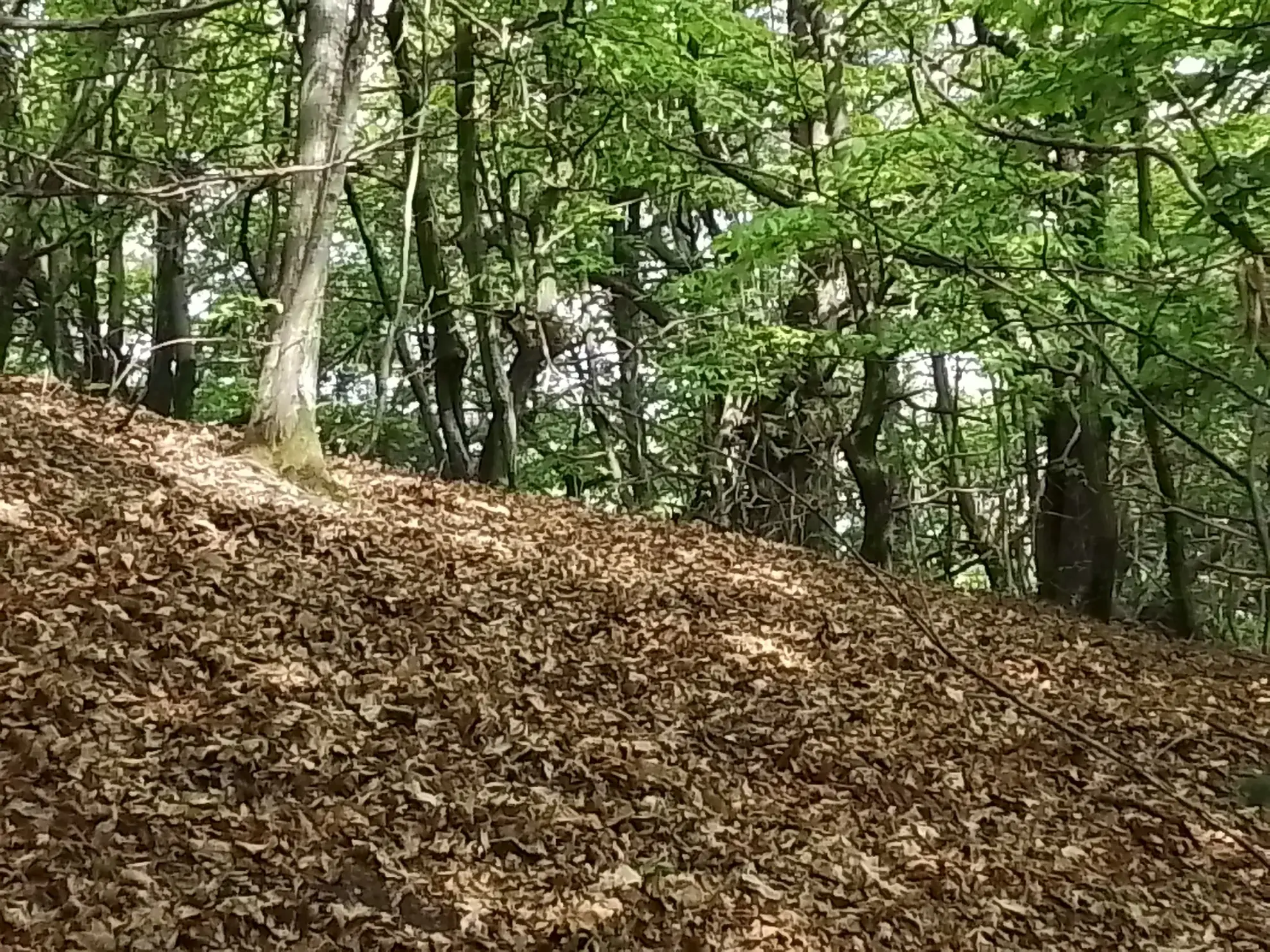 À vendre terrain de 7,5 hectares en châtaigneraie aux Vans (07140) – Calme et nature 