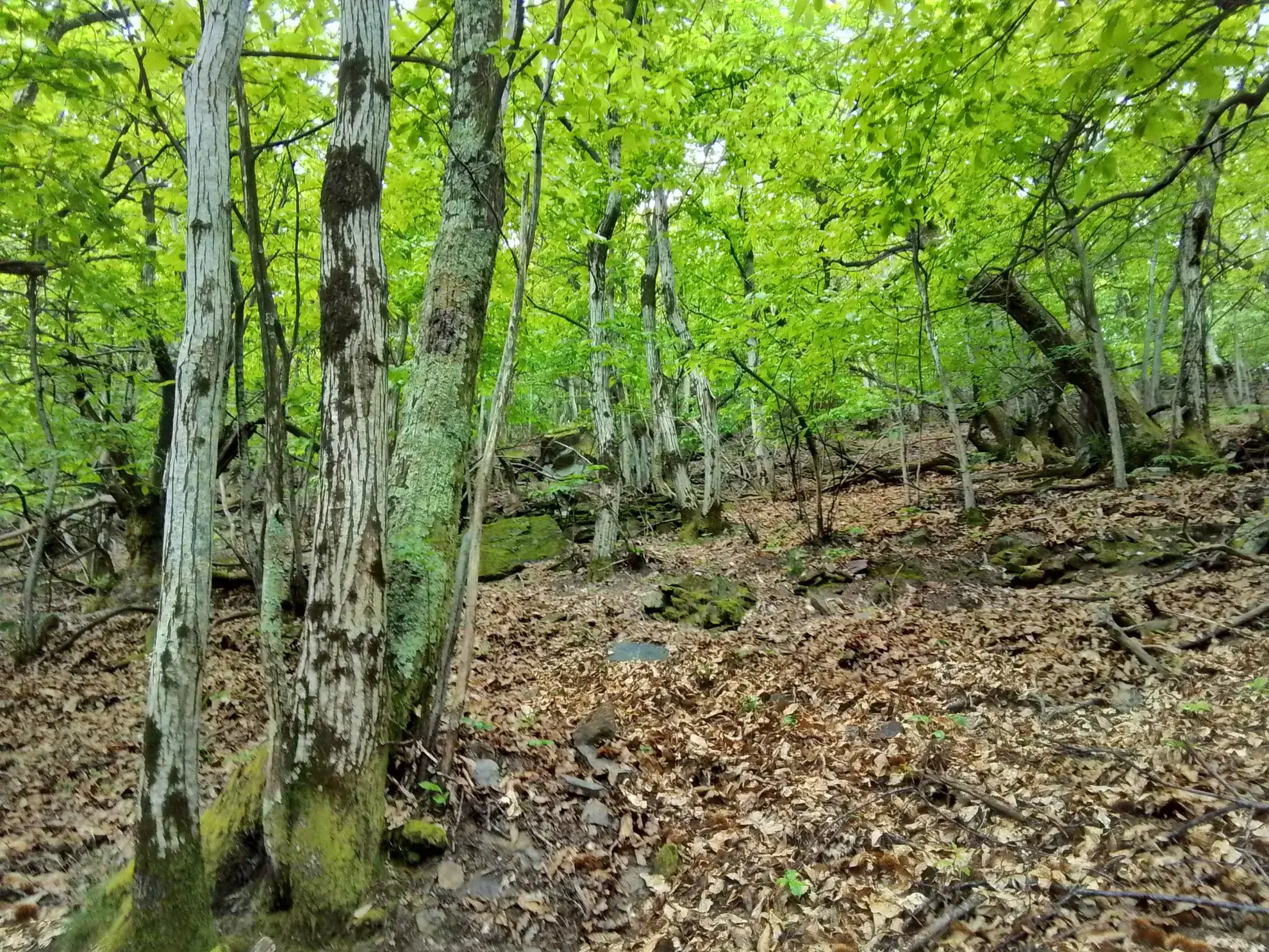 À vendre terrain de 7,5 hectares en châtaigneraie aux Vans (07140) – Calme et nature 