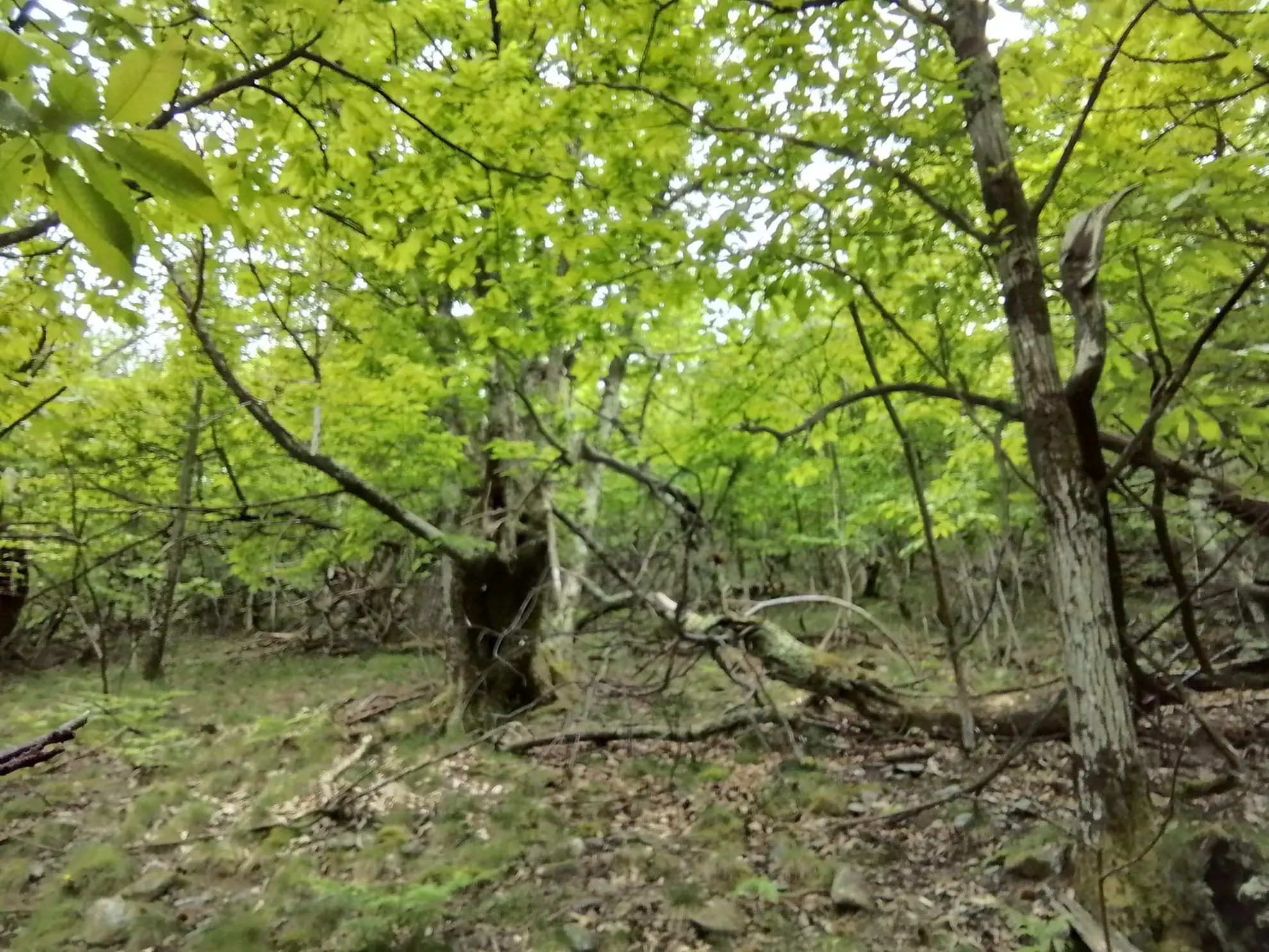 À vendre terrain de 7,5 hectares en châtaigneraie aux Vans (07140) – Calme et nature 