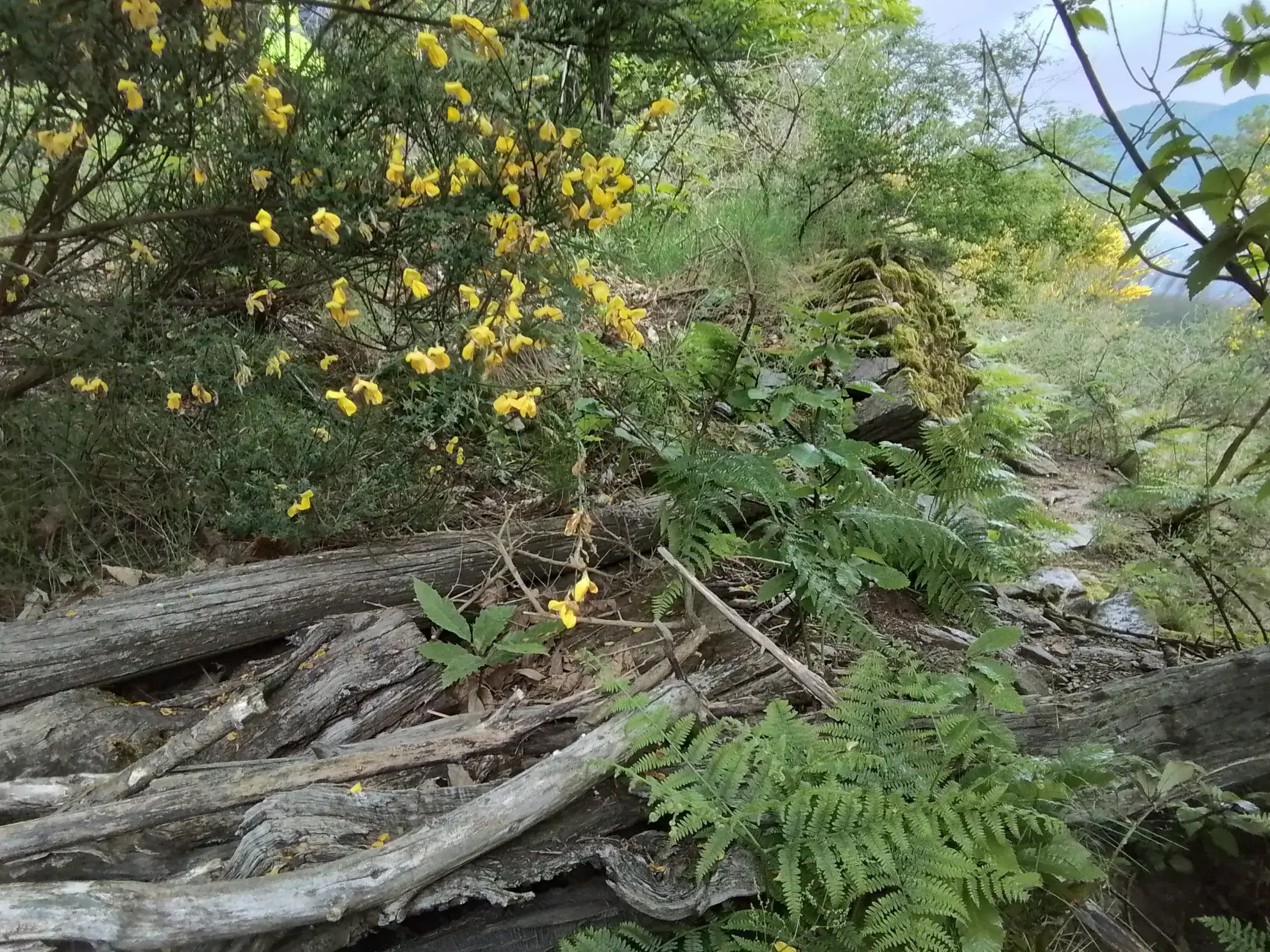 À vendre terrain de 7,5 hectares en châtaigneraie aux Vans (07140) – Calme et nature 