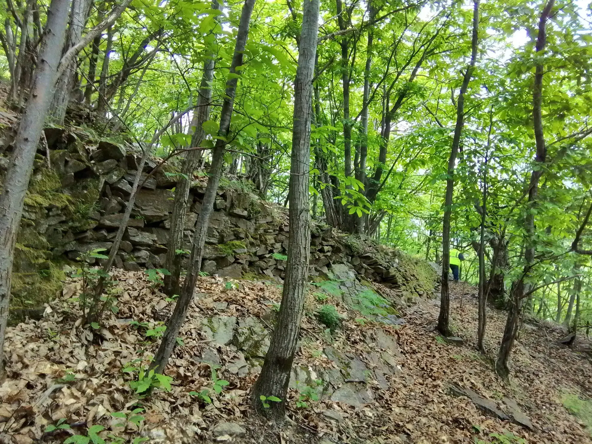 À vendre terrain de 7,5 hectares en châtaigneraie aux Vans (07140) – Calme et nature 