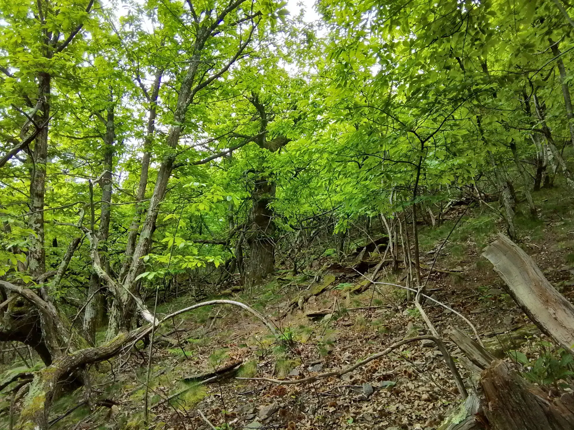 À vendre terrain de 7,5 hectares en châtaigneraie aux Vans (07140) – Calme et nature 