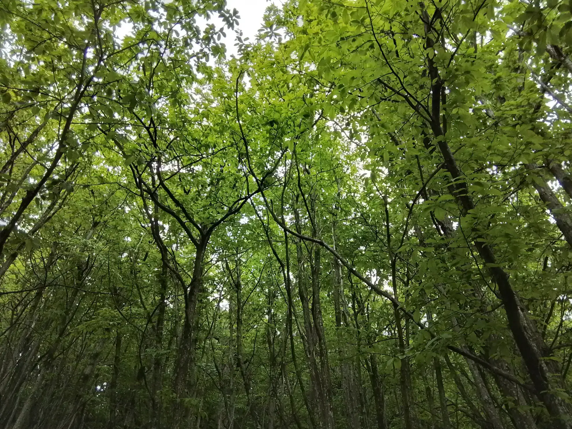 À vendre terrain de 7,5 hectares en châtaigneraie aux Vans (07140) – Calme et nature 