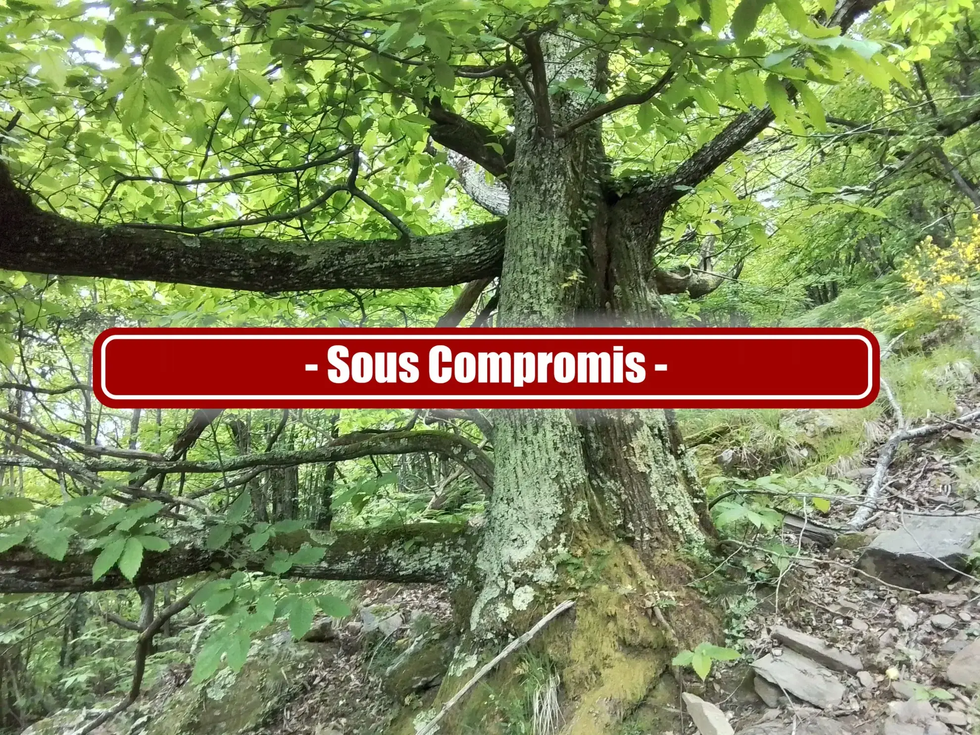 À vendre terrain de 7,5 hectares en châtaigneraie aux Vans (07140) – Calme et nature