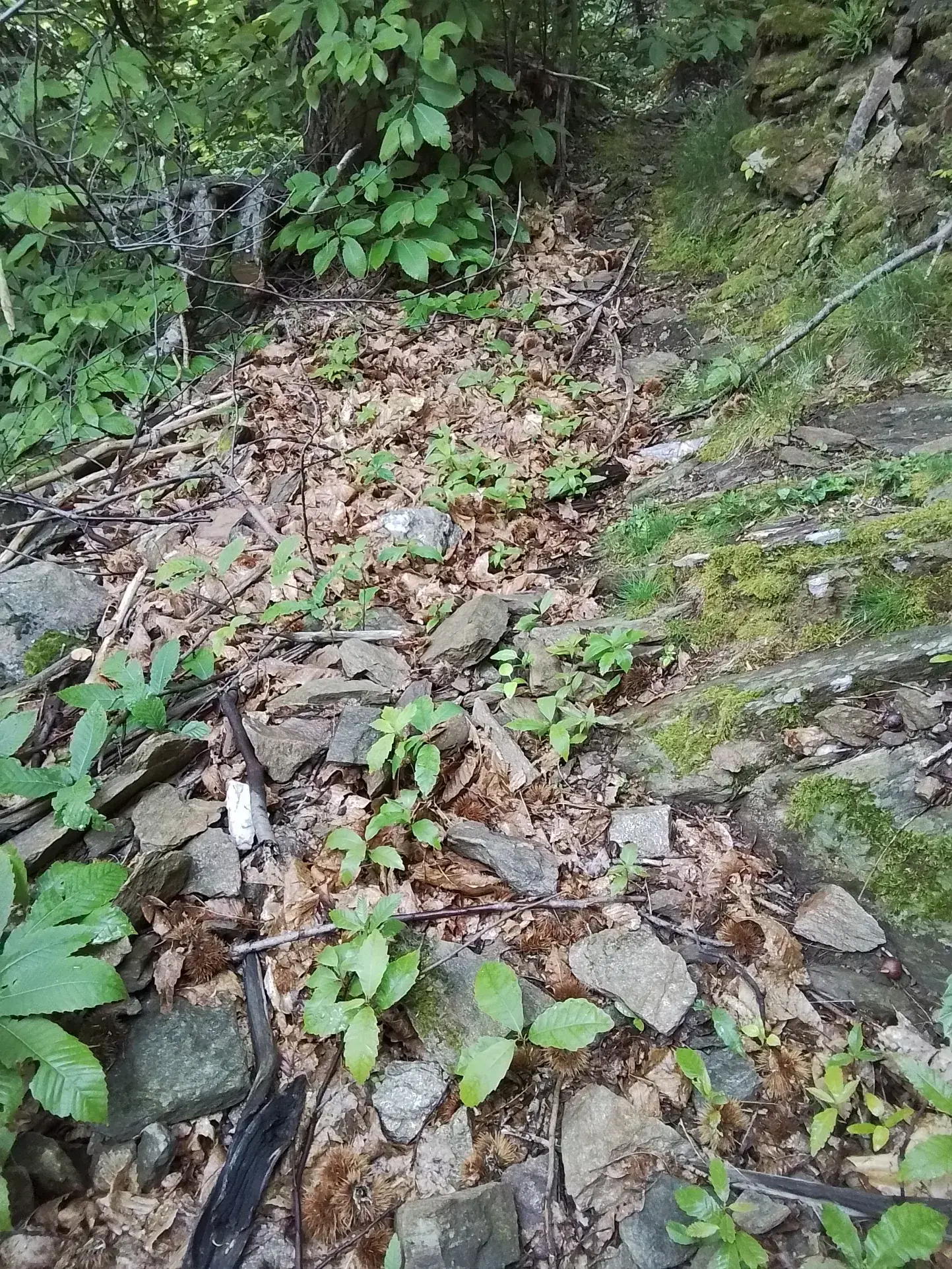 À vendre terrain de 7,5 hectares en châtaigneraie aux Vans (07140) – Calme et nature 