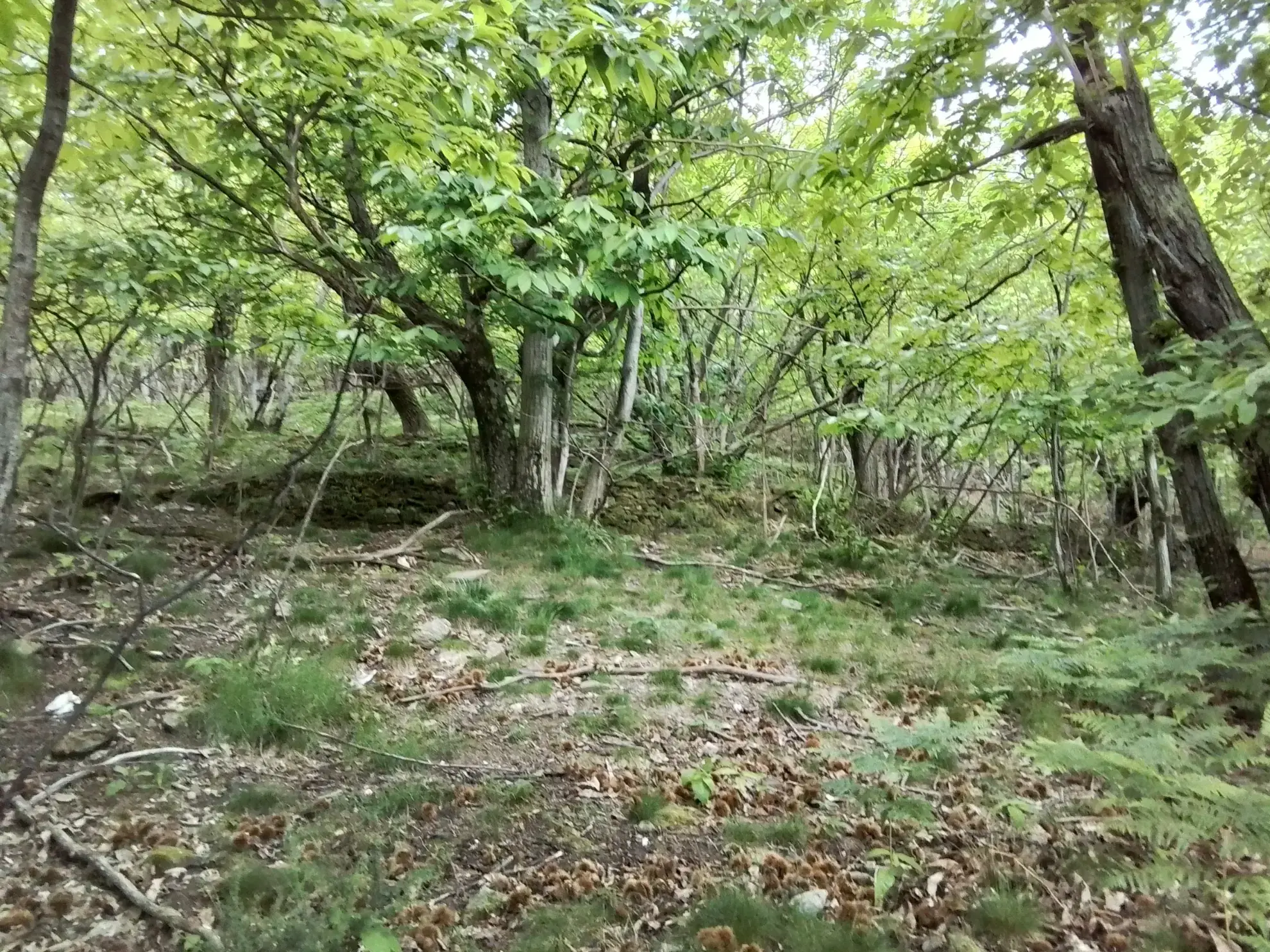 À vendre terrain de 7,5 hectares en châtaigneraie aux Vans (07140) – Calme et nature 