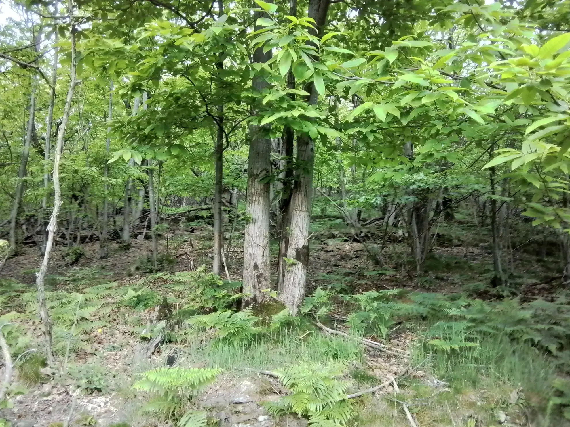 À vendre terrain de 7,5 hectares en châtaigneraie aux Vans (07140) – Calme et nature 