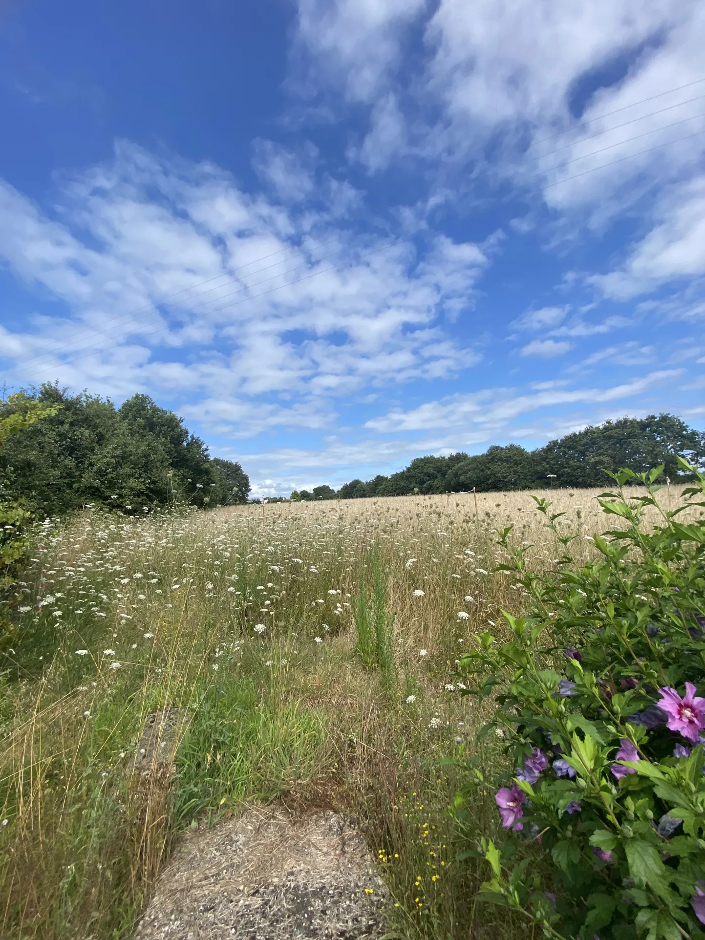 Maison spacieuse à Challans avec studio, dépendances et jardin de 2590 m² 