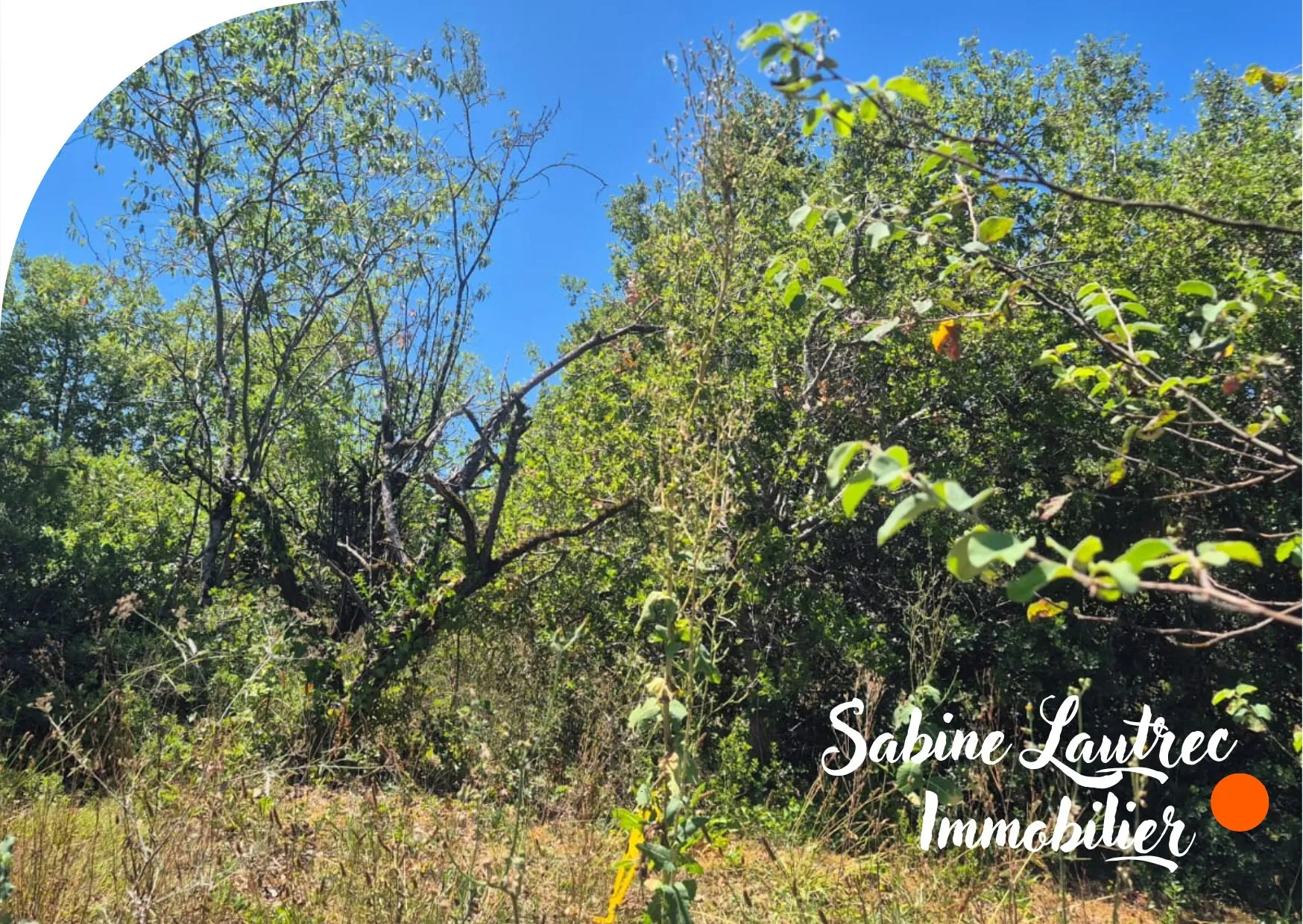 Terrain constructible arboré proche Castres et Albi - Vènes 81440