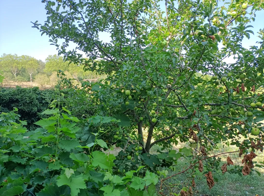 Terrain de loisir à vendre à Nizas de 430 m² avec arbres fruitiers et abri de jardin 