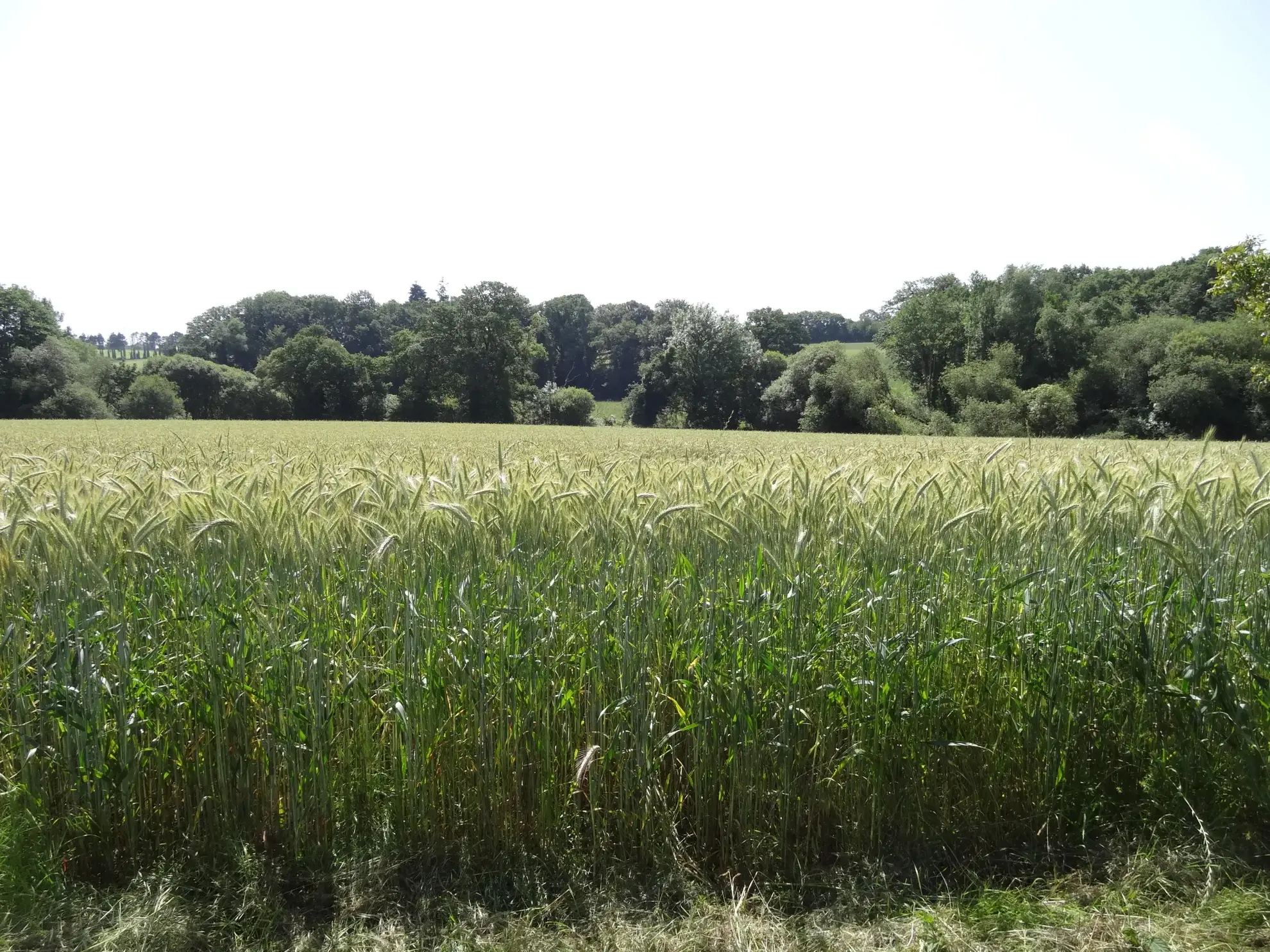 Maison de campagne avec dépendances et sous-sol complet à Saint-Nicolas-du-Pélem 
