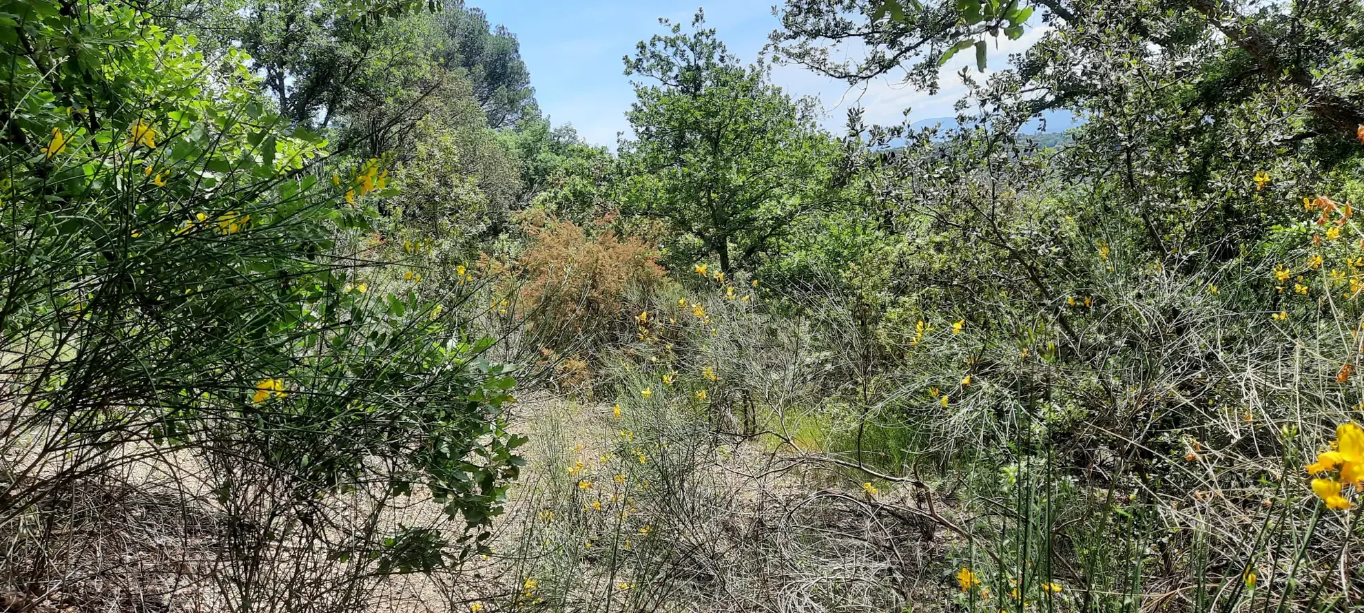 Terrain de loisir boisé à Reynes de 17 646 m² avec vue dégagée et accès facile 