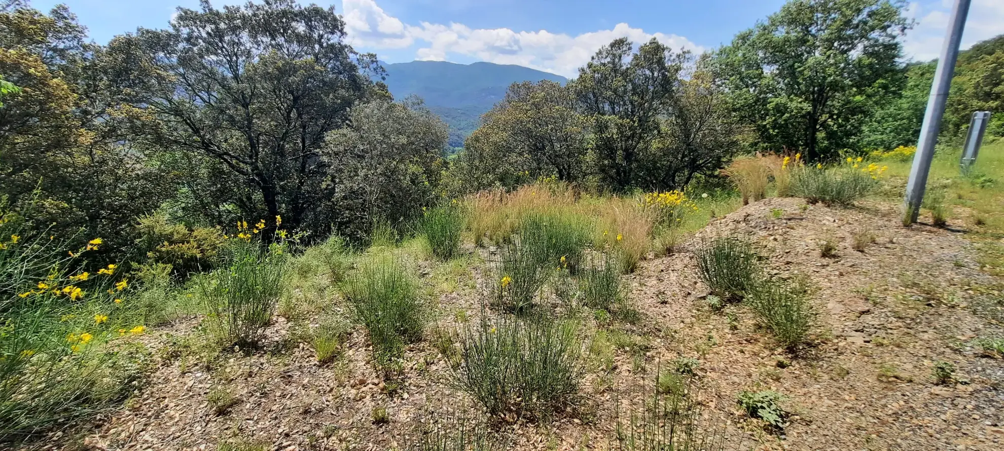 Terrain de loisir boisé à Reynes de 17 646 m² avec vue dégagée et accès facile 