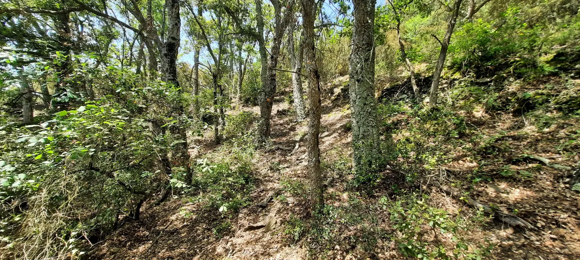 Terrain de loisir boisé à Reynes de 17 646 m² avec vue dégagée et accès facile 