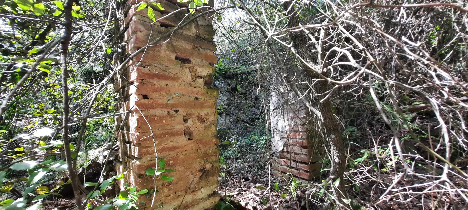Terrain de loisir boisé à Reynes de 17 646 m² avec vue dégagée et accès facile 