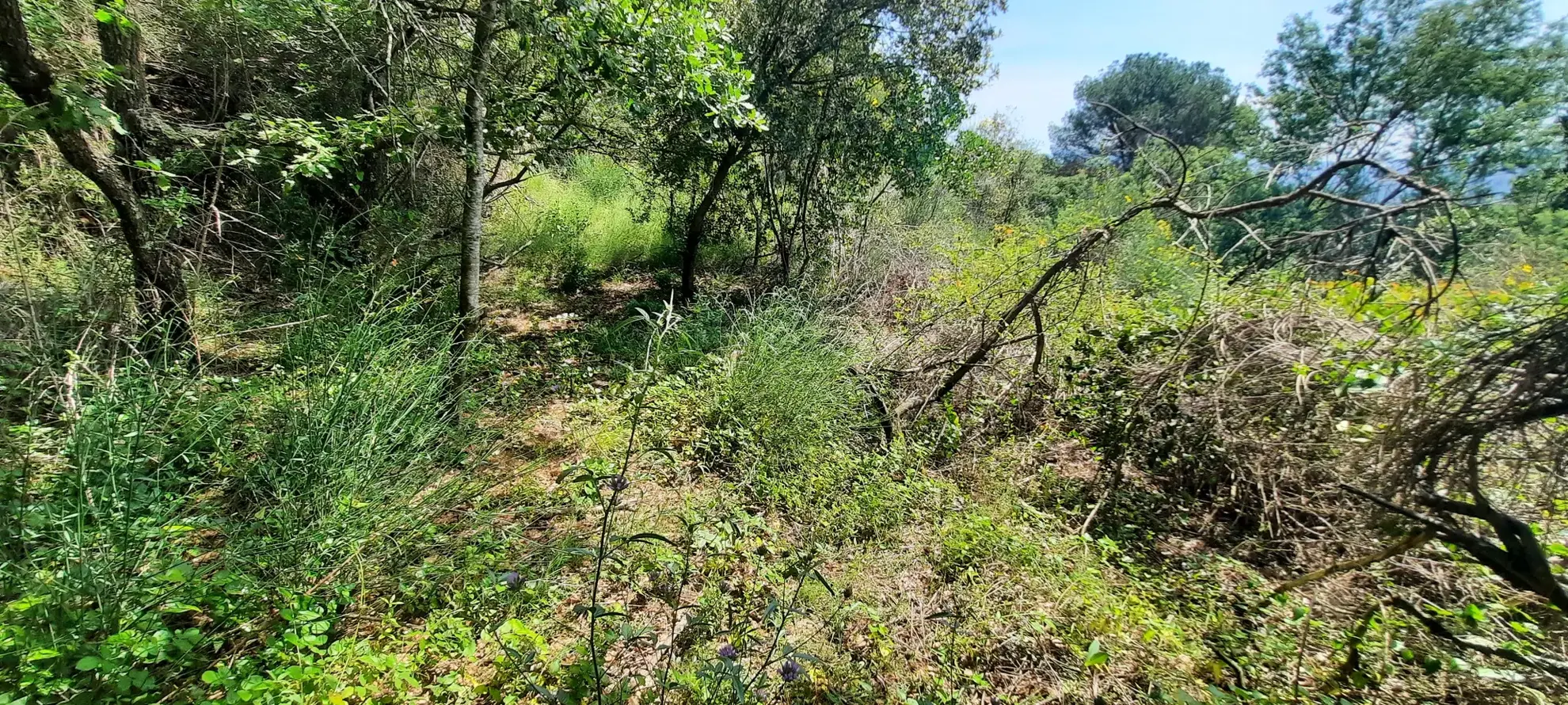 Terrain de loisir boisé à Reynes de 17 646 m² avec vue dégagée et accès facile 