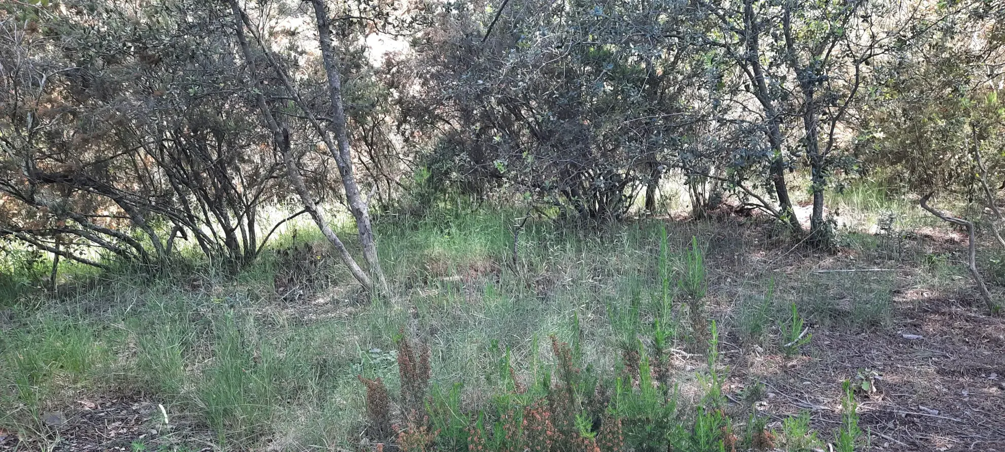 Terrain de loisir boisé à Reynes de 17 646 m² avec vue dégagée et accès facile 
