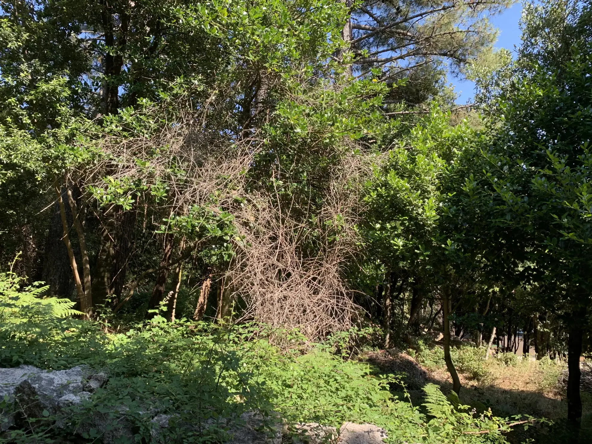 Magnifique terrain constructible au cœur du village de l'Ospédale en Corse 