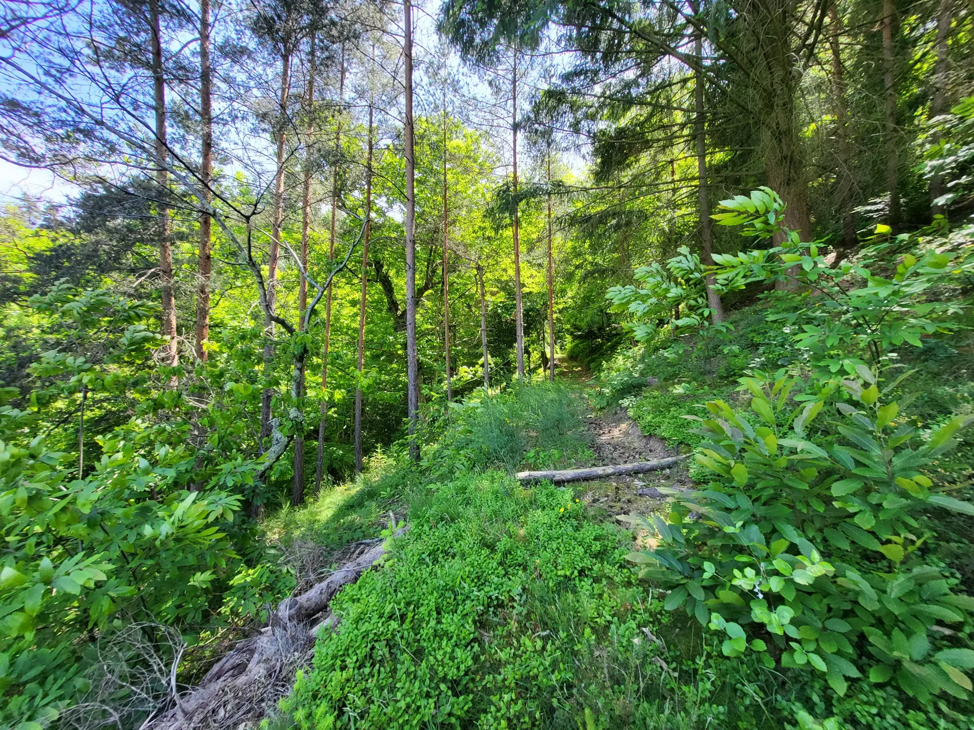 Ferme ancienne à rénover avec 9 hectares près du Cheylard en Ardèche 